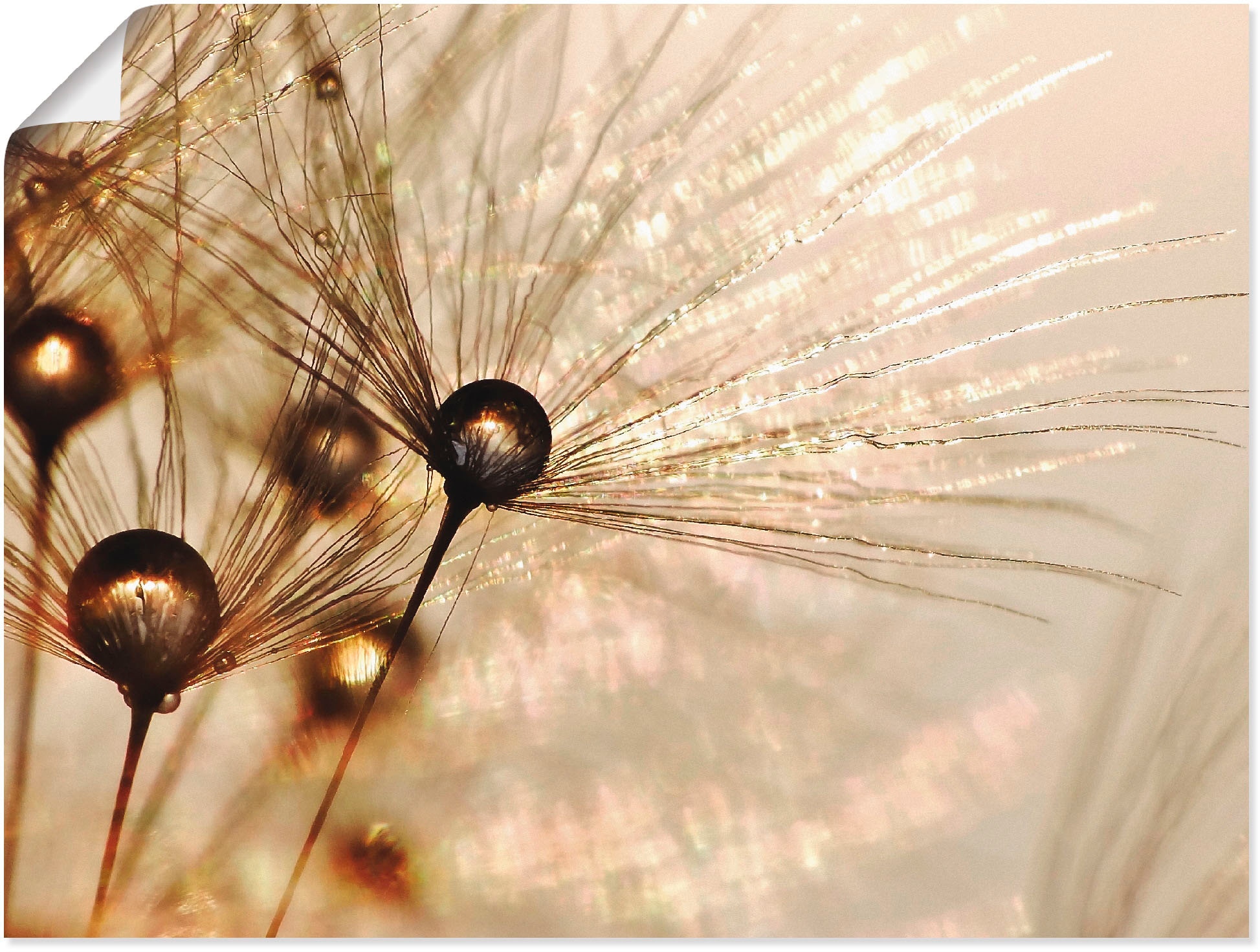 Artland Wandbild »Pusteblume Goldener Tropfen« 1 Stk. tlg. als Alubild, Out günstig online kaufen