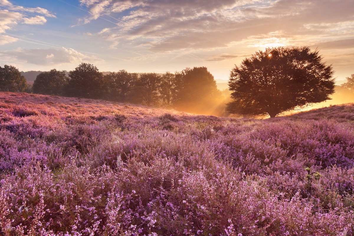 Papermoon Fototapete »Blumenwiese mit Baum« günstig online kaufen