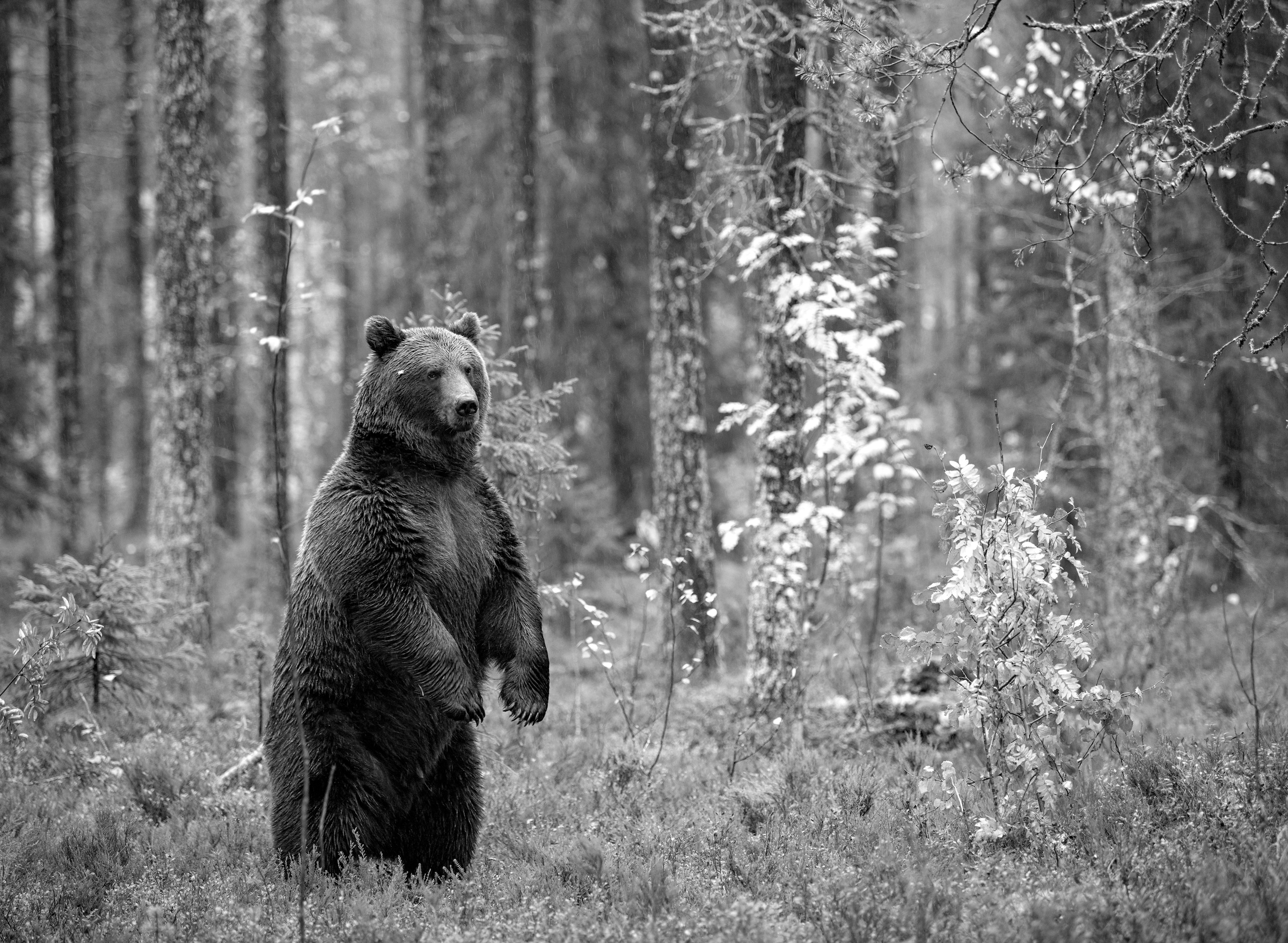 Papermoon Fototapete »Bär im Wald Schwarz & Weiß« günstig online kaufen