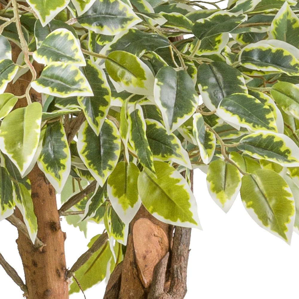 Creativ green Kunstpflanze »Ficus benjamina« mit Naturstamm günstig online kaufen