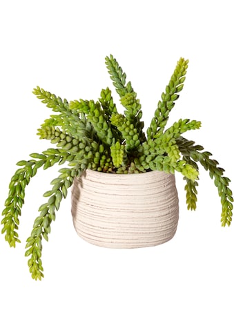 Creativ green Künstliche Zimmerpflanze »Sedum im Zementtopf«, (1 St.) kaufen