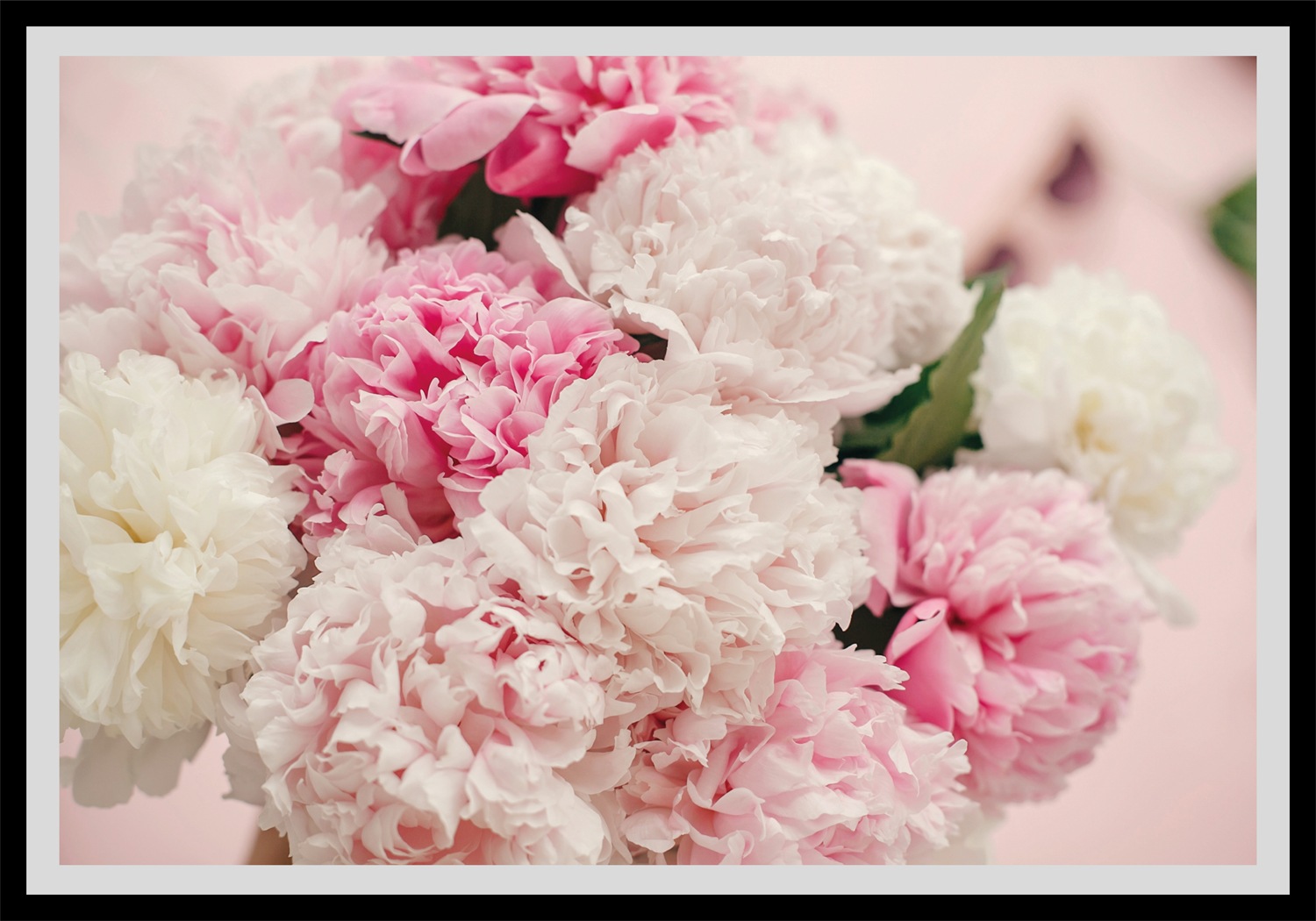 queence Bild »Martin«, Blumen, gerahmt, Rosen günstig online kaufen