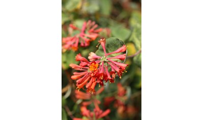 BCM Kletterpflanze »Geißblatt 'Dropmore Scarlet'«, (1 St.), Höhe: 40-60 cm, 1 Pflanze kaufen
