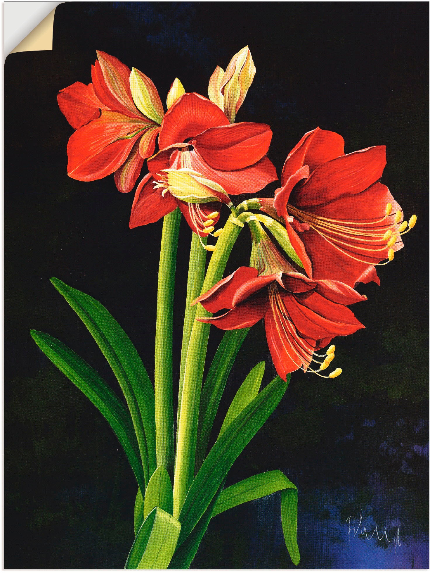 Wandfolie »Amaryllis«, Blumen, (1 St.), selbstklebend