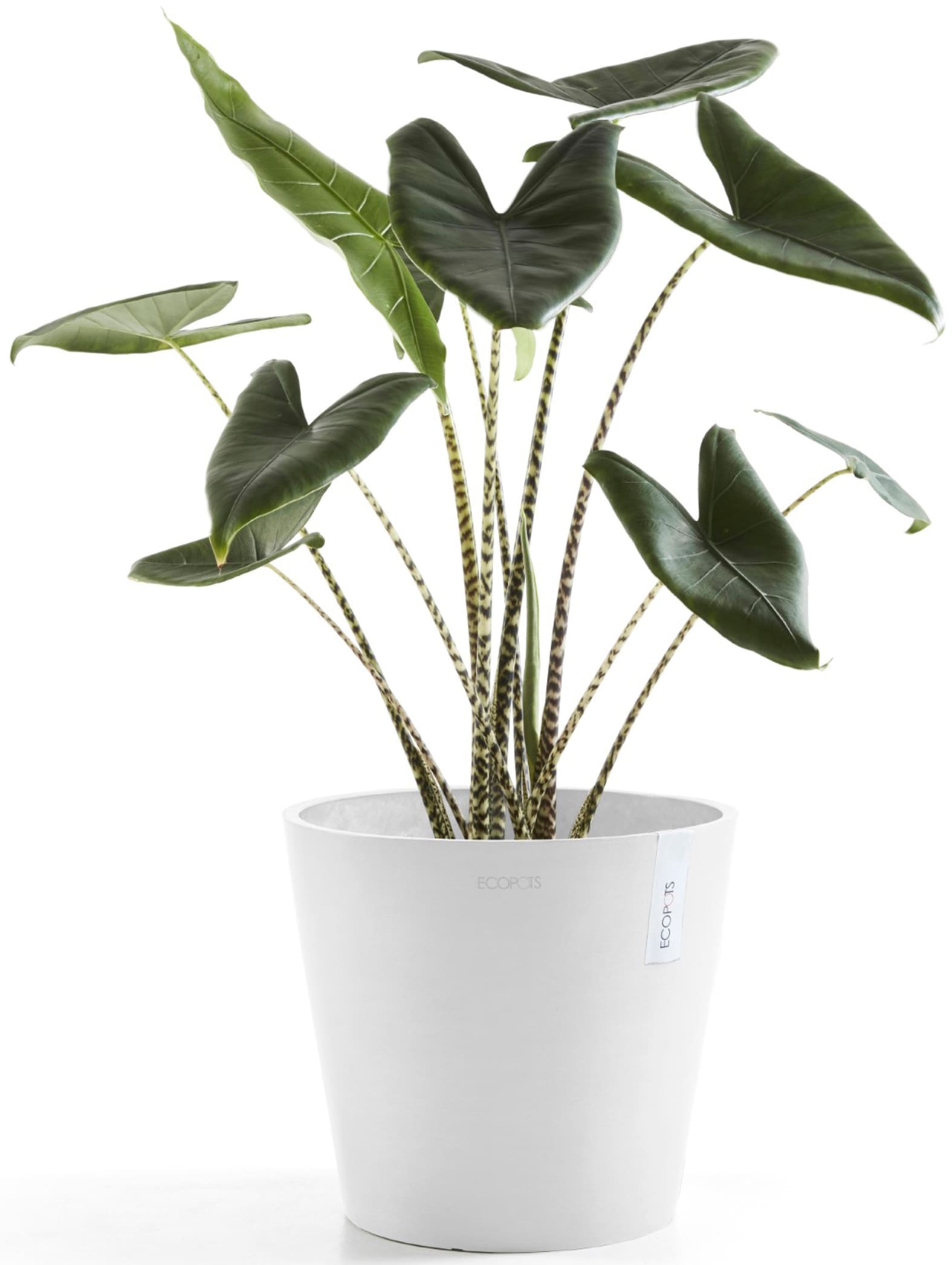 ECOPOTS Blumentopf »Amsterdam 30 + Wassersystem Weißgrau«, für innen und außen: frostsicher, bruchsicher und lichtbeständig