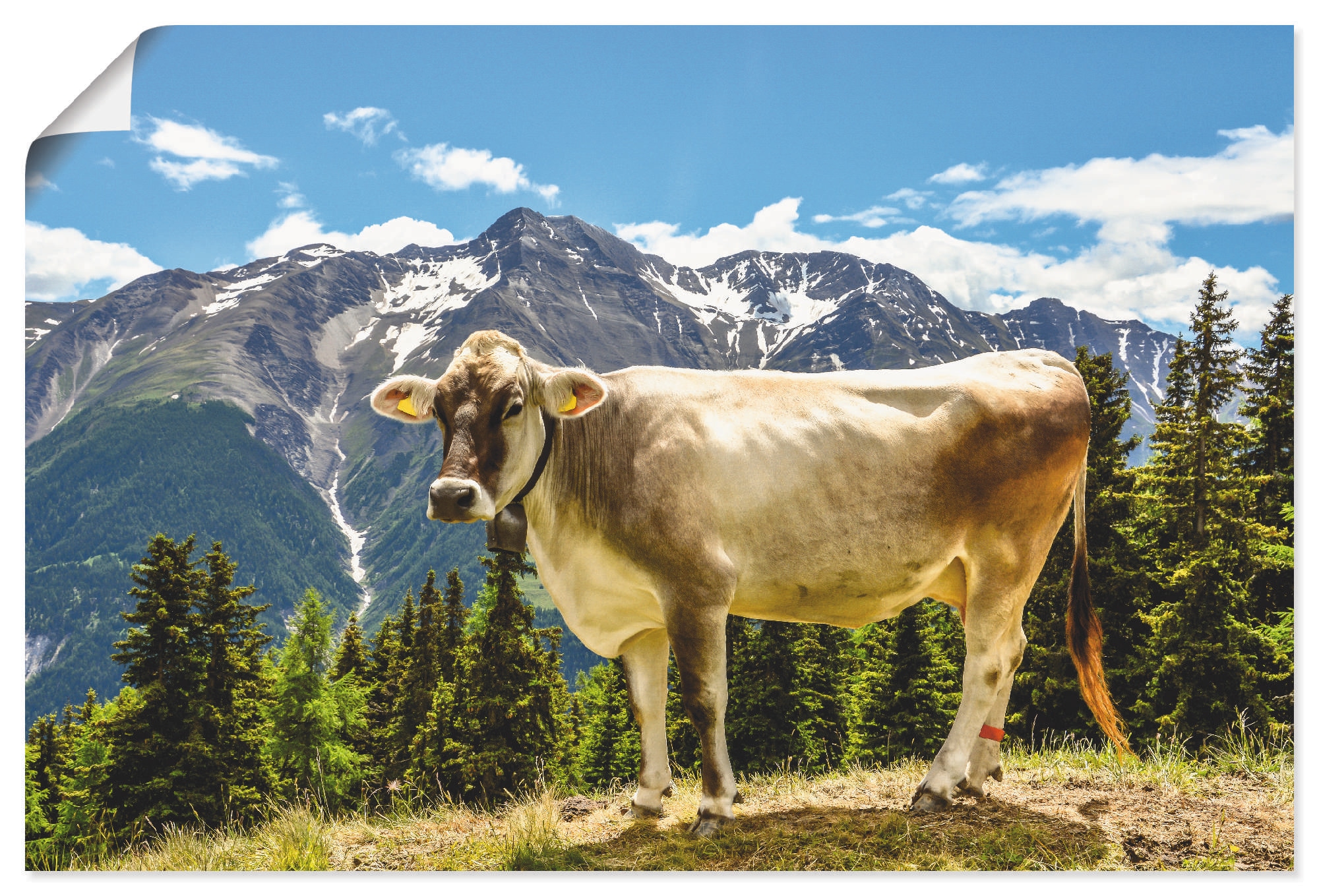 Artland Wandbild »Bergkuh in den Alpen im Sommer«, Haustiere, (1 St.), als günstig online kaufen