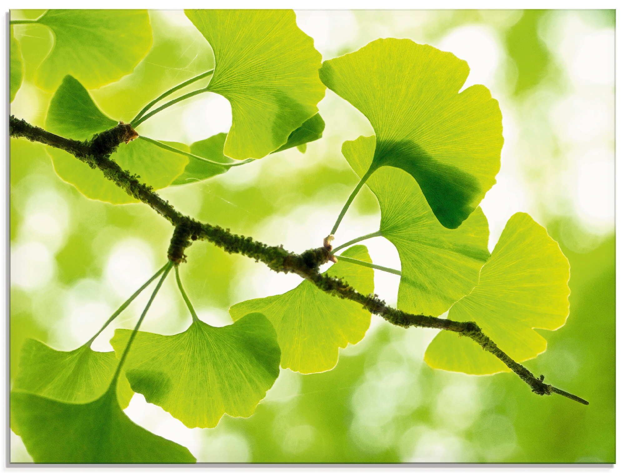 Artland Glasbild »Ginkgo« Blätter 1 Stk. tlg. in verschiedenen Größen günstig online kaufen