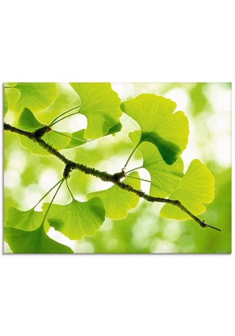 Glasbild »Ginkgo«, Blätter, (1 St.)