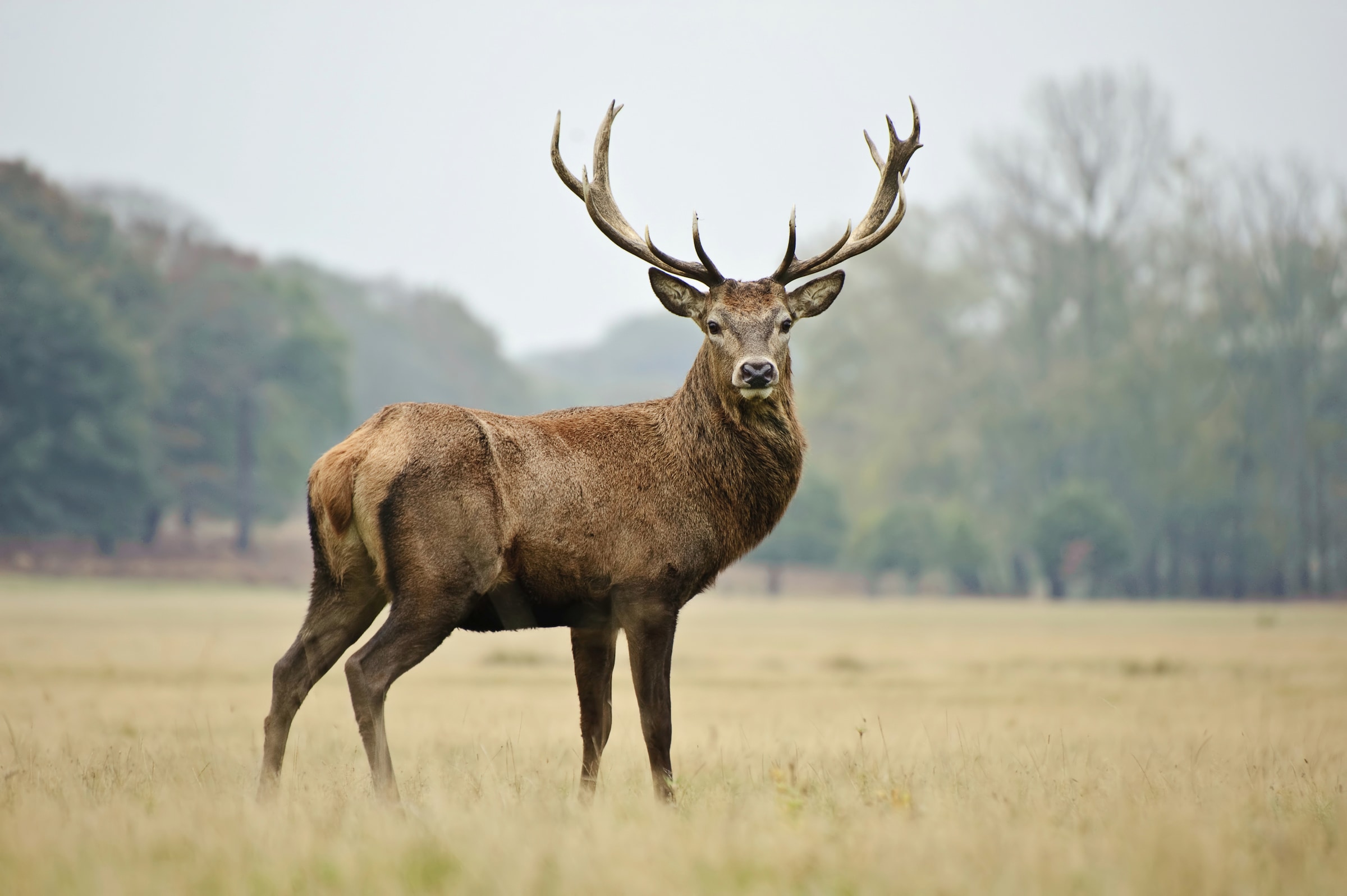 Papermoon Fototapete »HIRSCH-NATUR LANDSCHAFT WILD TIERE WALD BÄUME PFERDE« günstig online kaufen