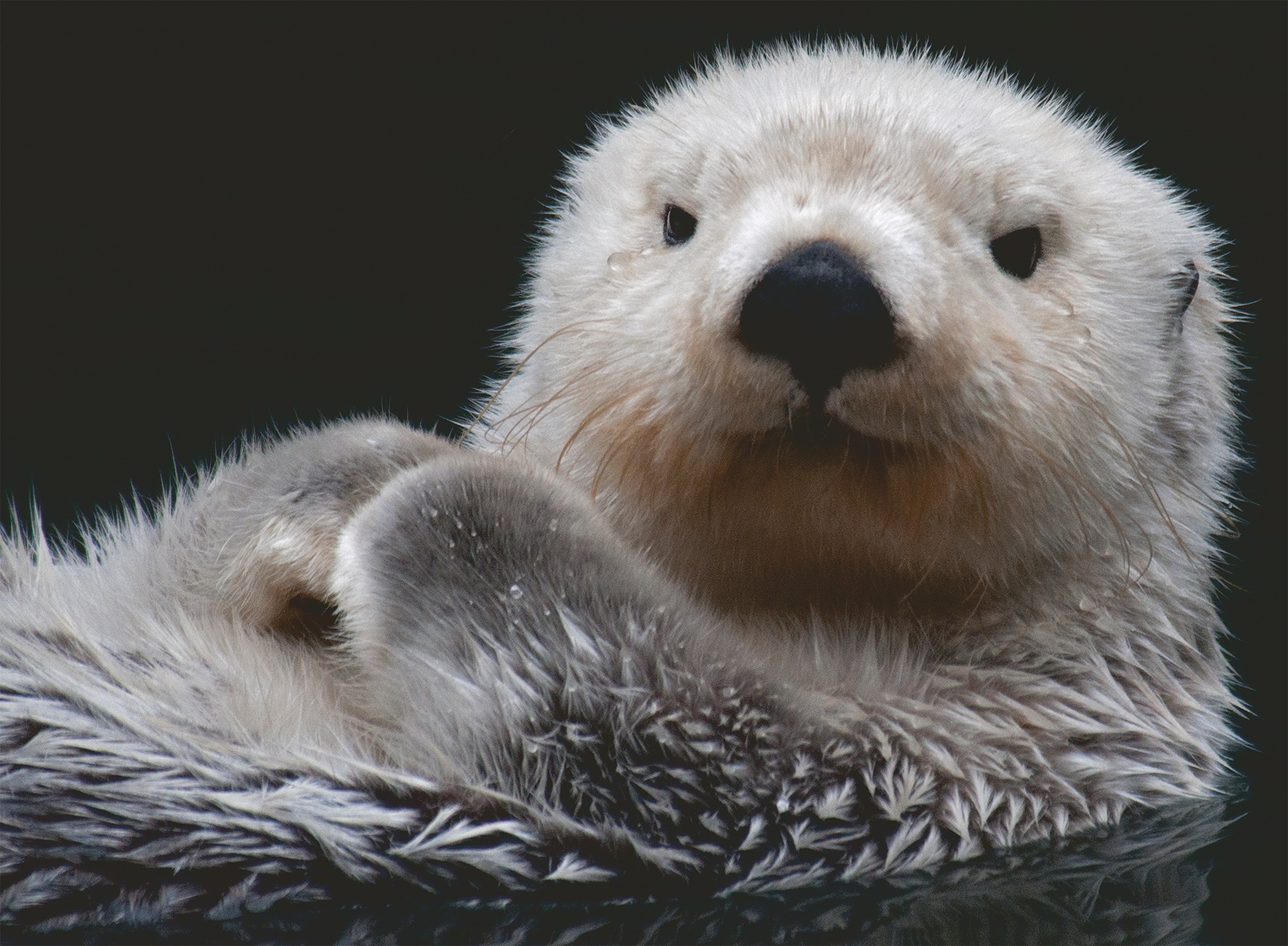Ravensburger Puzzle »Süßer kleiner Otter«, Made in Germany
