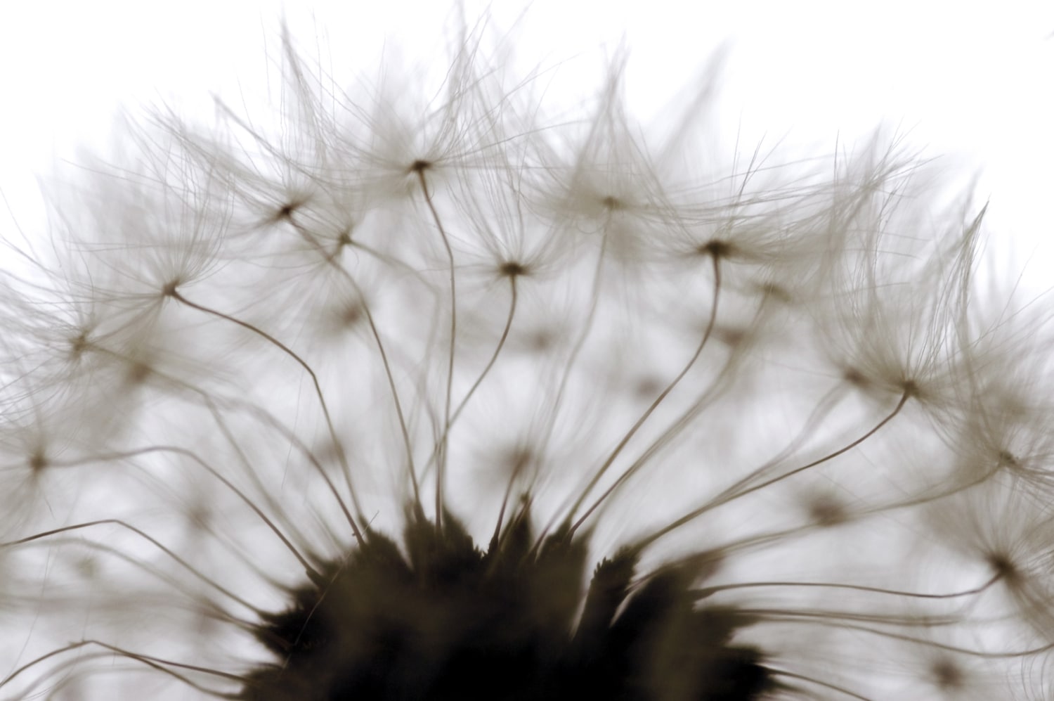 queence Wandsticker »Pusteblume« Selbstklebend, kinderleichte Anbringung