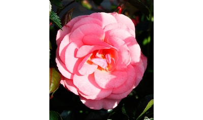 BCM Rose »Bodendeckerrose 'The Fairy'«, (1 St.), Höhe: 35-40 cm, 1 Pflanze kaufen