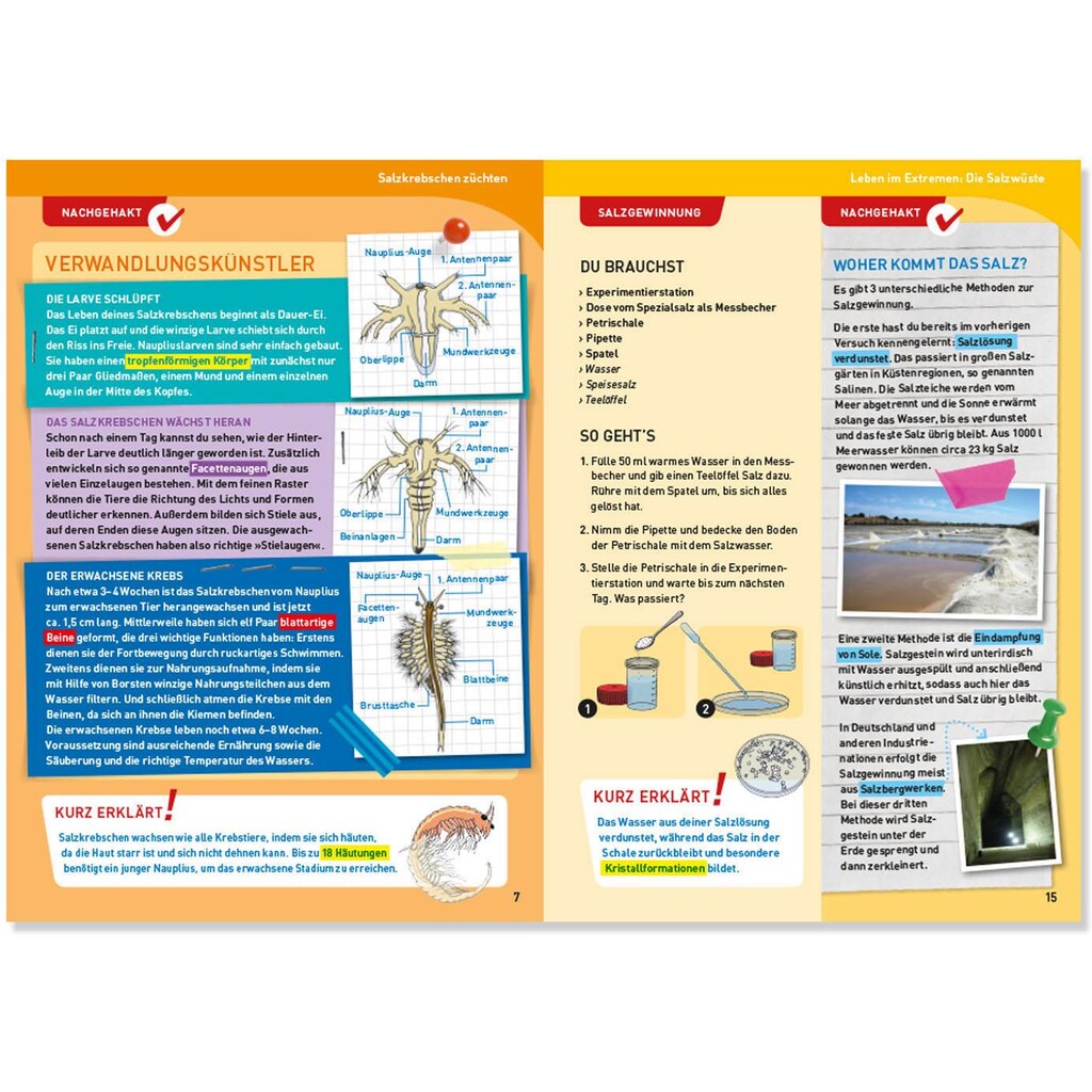 Kosmos Experimentierkasten »Salzkrebse«