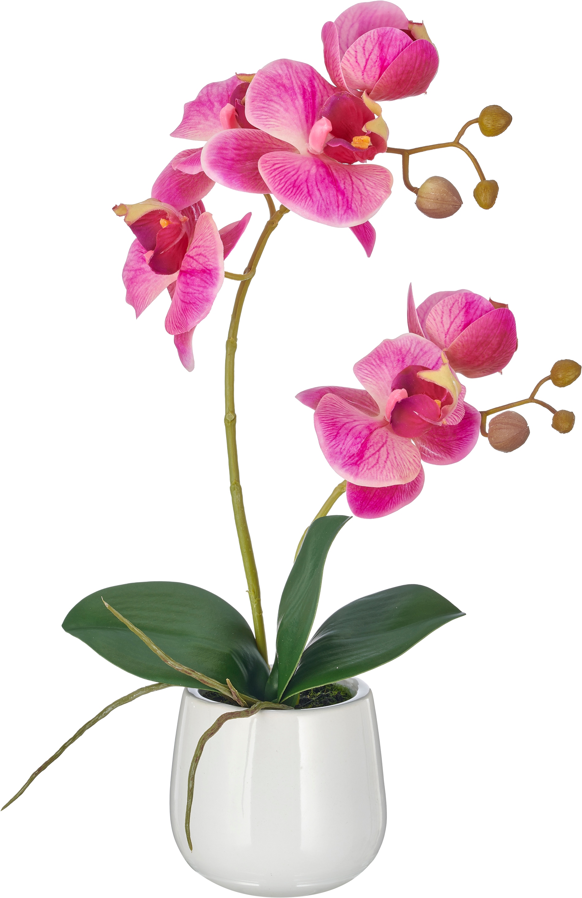 Creativ green Kunstorchidee »Phalaenopsis« mit Real-Touch-Blüten