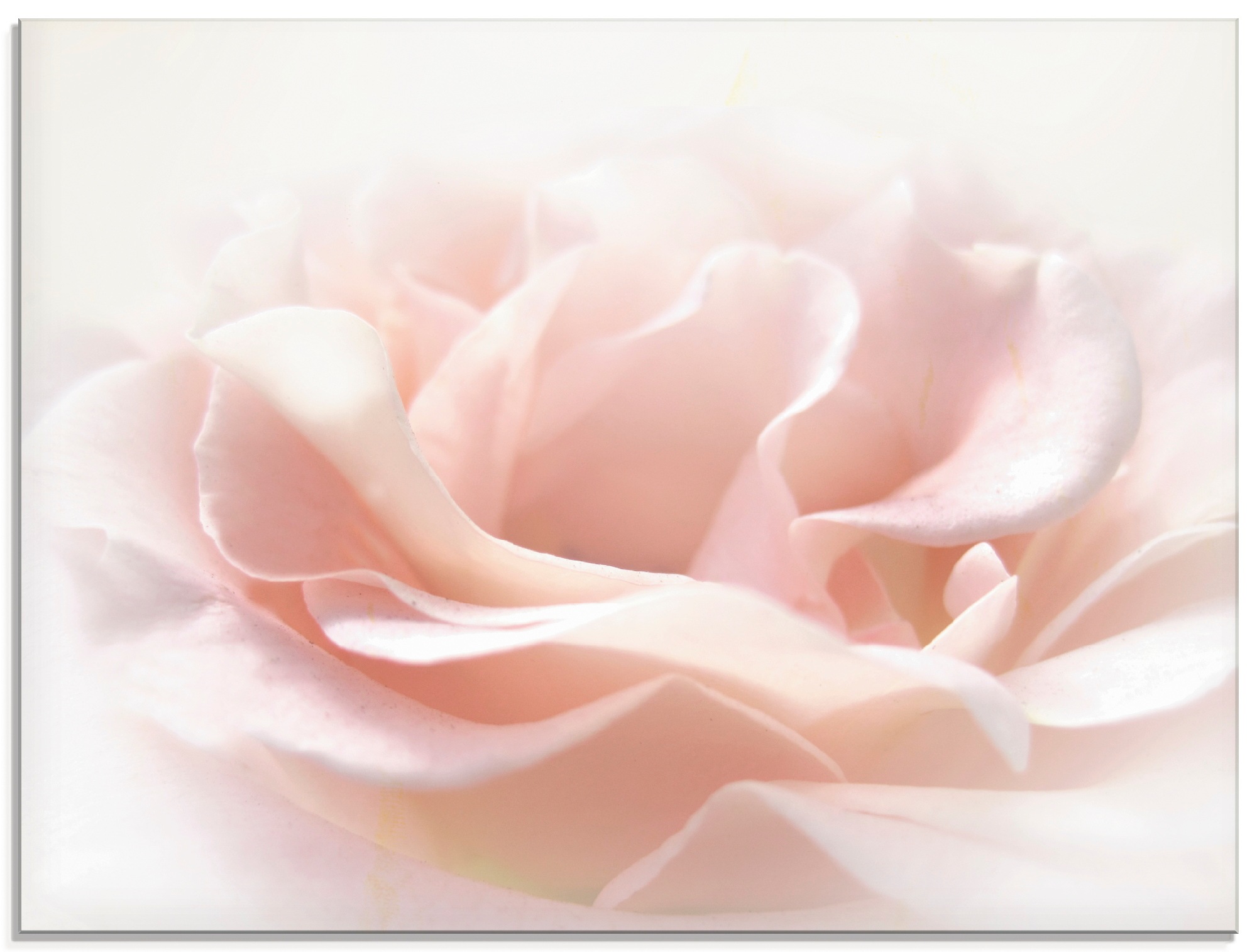 Artland Glasbild »Rose I« Blumen 1 Stk. tlg. in verschiedenen Größen günstig online kaufen