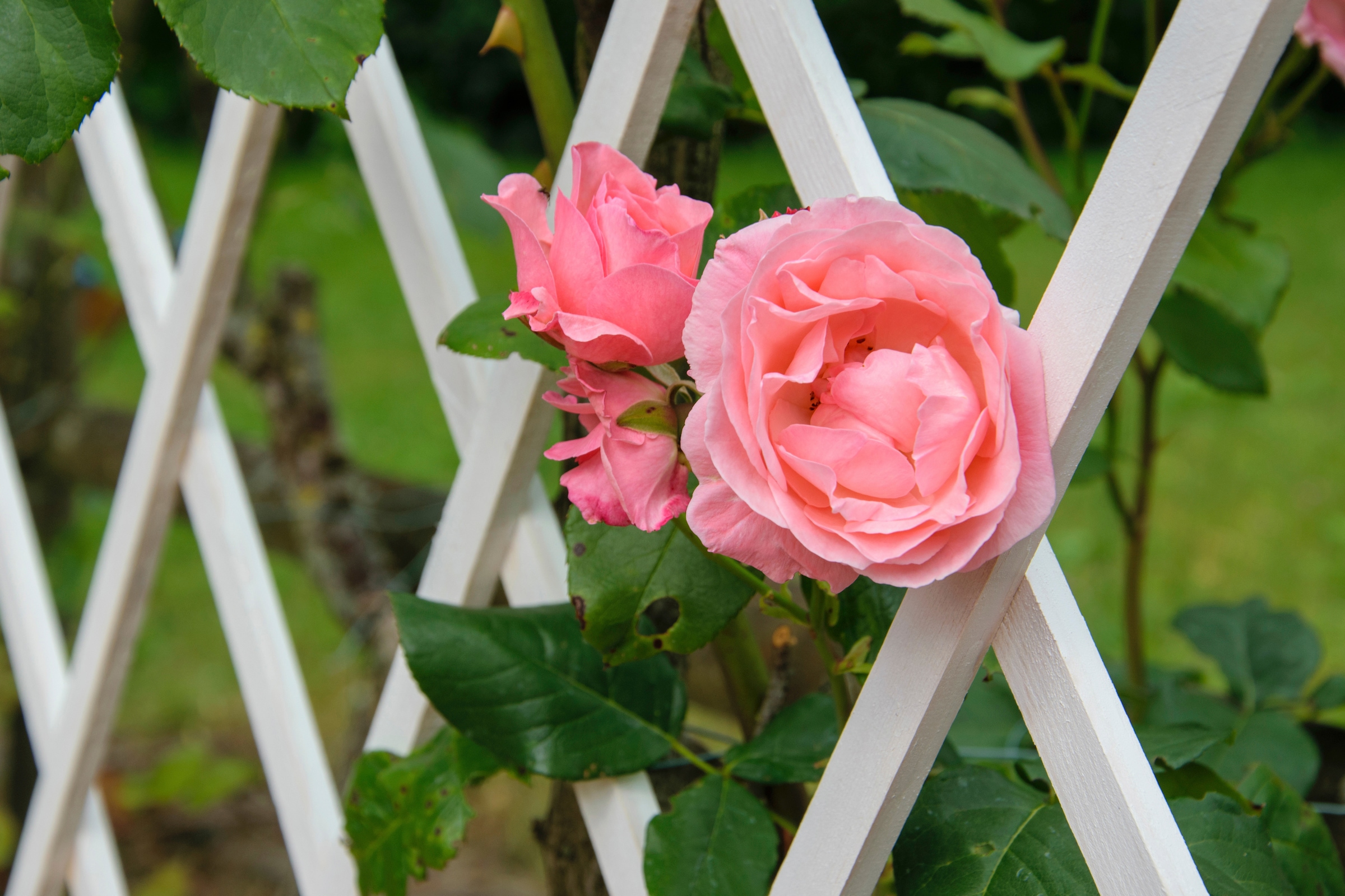 dobar Rankgitter »Gr. S« faltbar, BxTxH: 110x28x80 cm