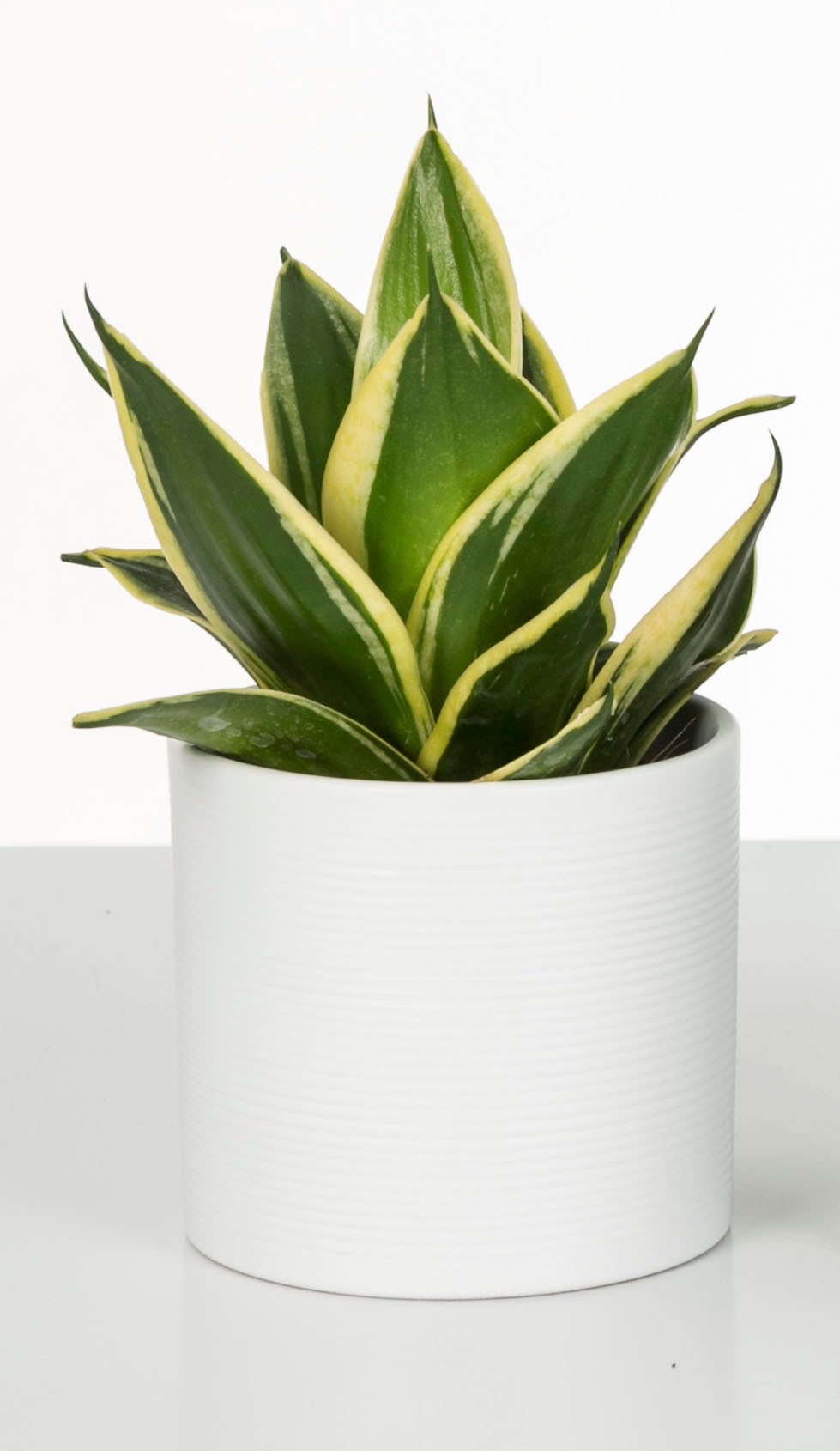 Scheurich Blumentopf »28/828«