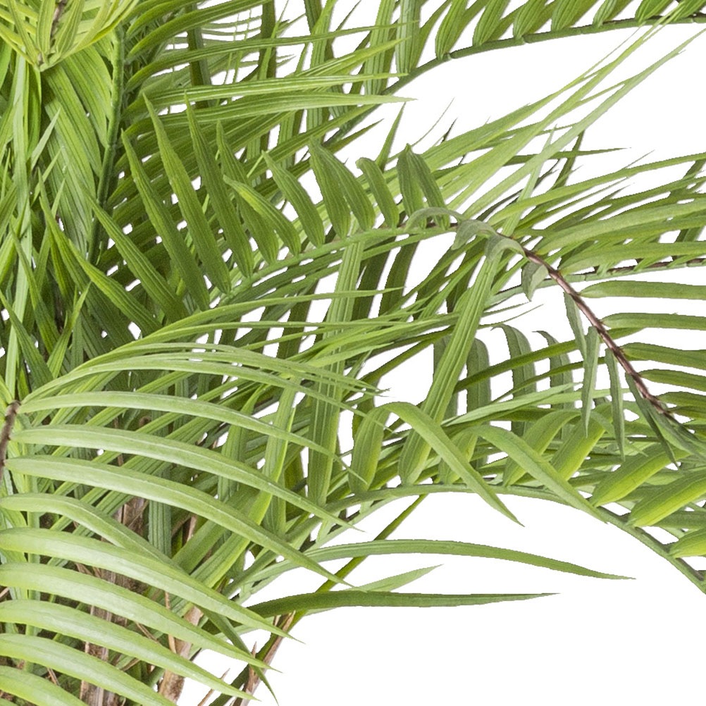 Creativ green Kunstpalme "Macauba Palme", mit hohem Stamm günstig online kaufen