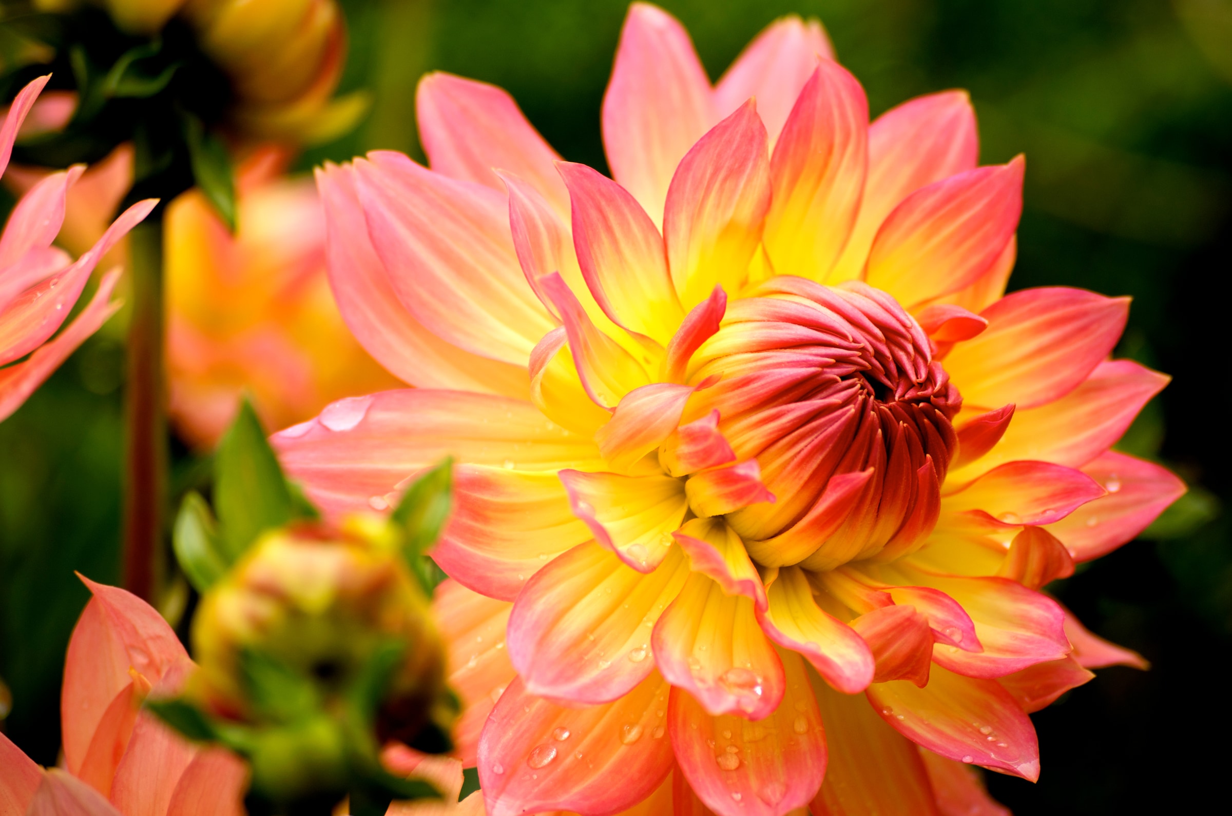 Papermoon Fototapete »Dahlia« glatt günstig online kaufen