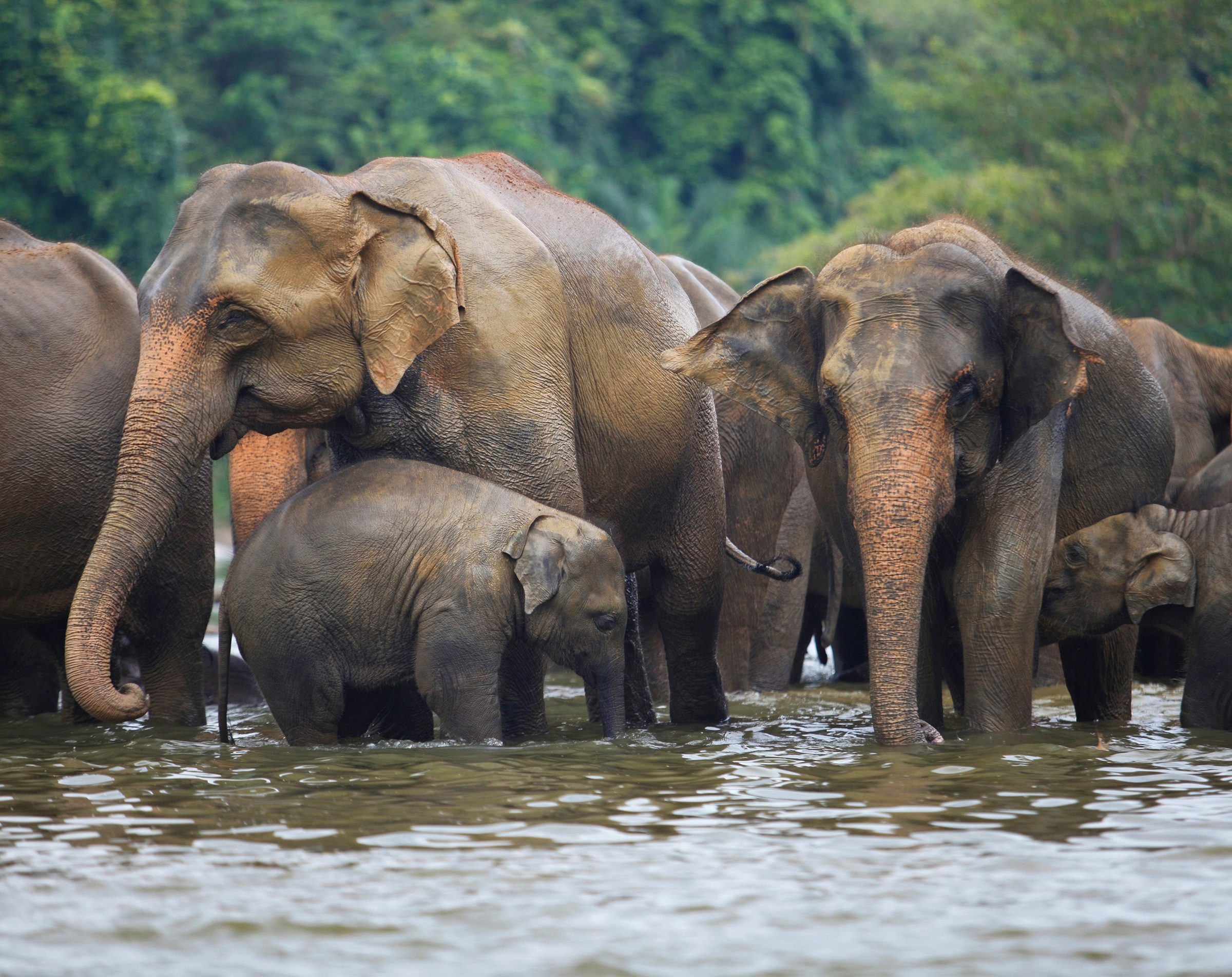 Papermoon Fototapete »ELEFANTEN-HERDE-TIERE AFRIKA SAVANNE SEE FLUSS WALD«