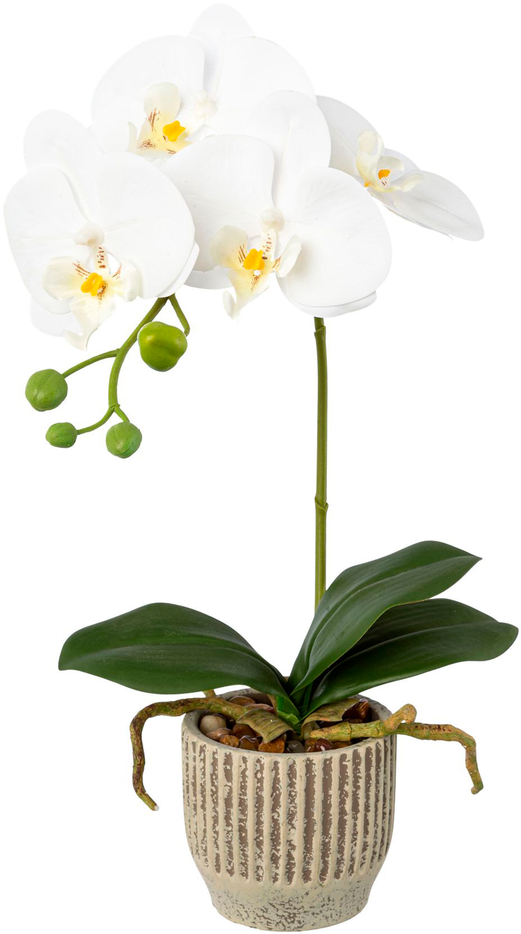 Creativ green Kunstorchidee auf Phalaenopsis Keramiktopf« Raten »Orchidee im bestellen