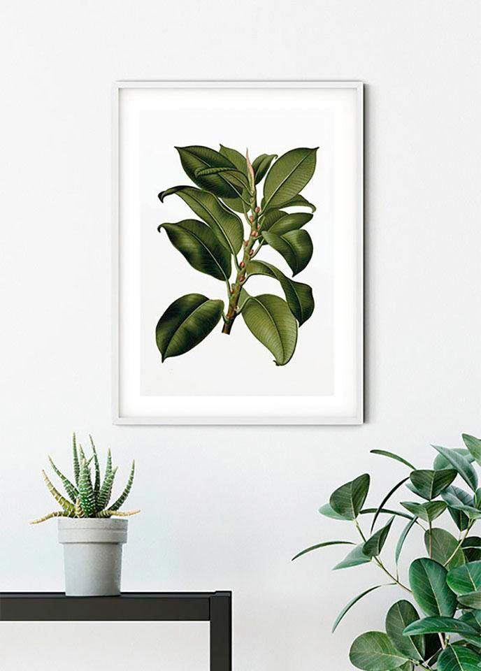 Komar Bild »Elastica Tree«, Pflanzen-Blätter, (1 St.), Wandbild zur Dekoration - ohne Rahmen