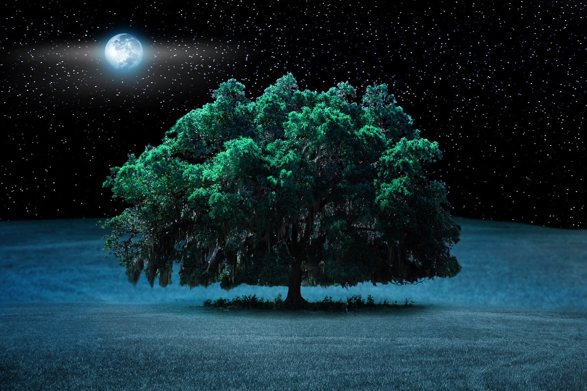 Papermoon Fototapete »Baum in Landschaft bei Nacht« günstig online kaufen