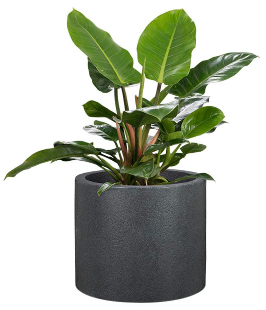 Scheurich Blumentopf »30/130 PANZANO«