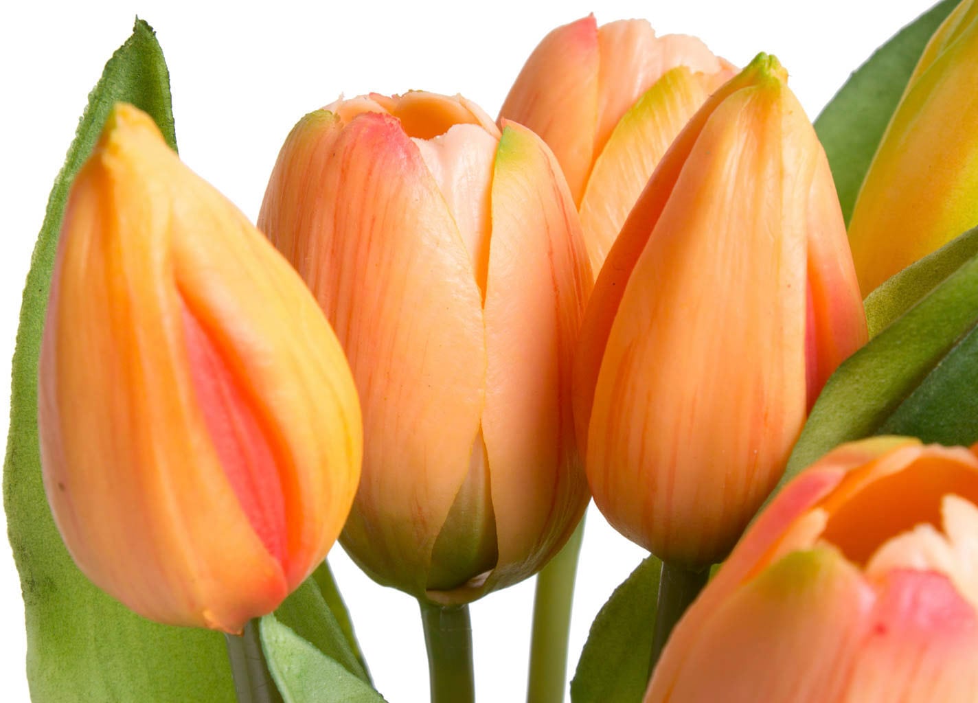 Botanic-Haus Kunstblume »Willa«, Tulpenbündel im 7er-Set