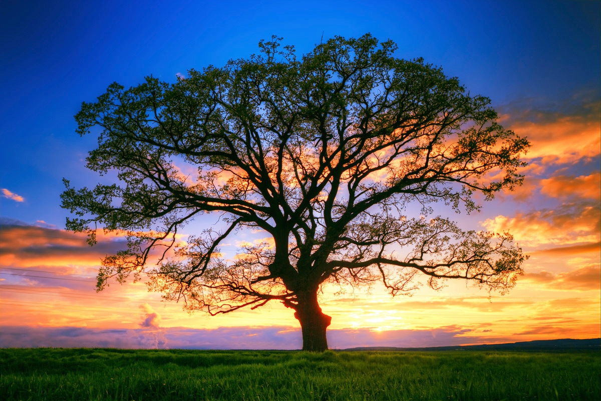 Papermoon Fototapete »Baum in Landschaft« günstig online kaufen