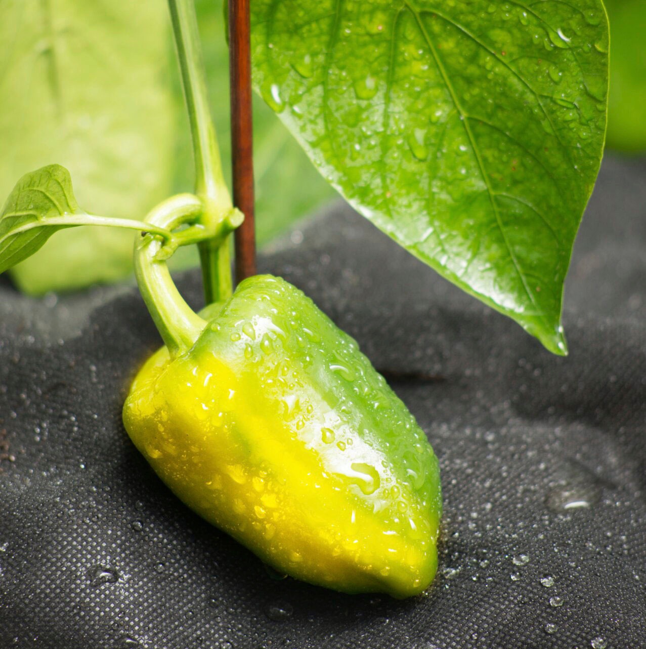 Windhager Unkrautvlies Mulchvlies, BxL: 120x1000 cm