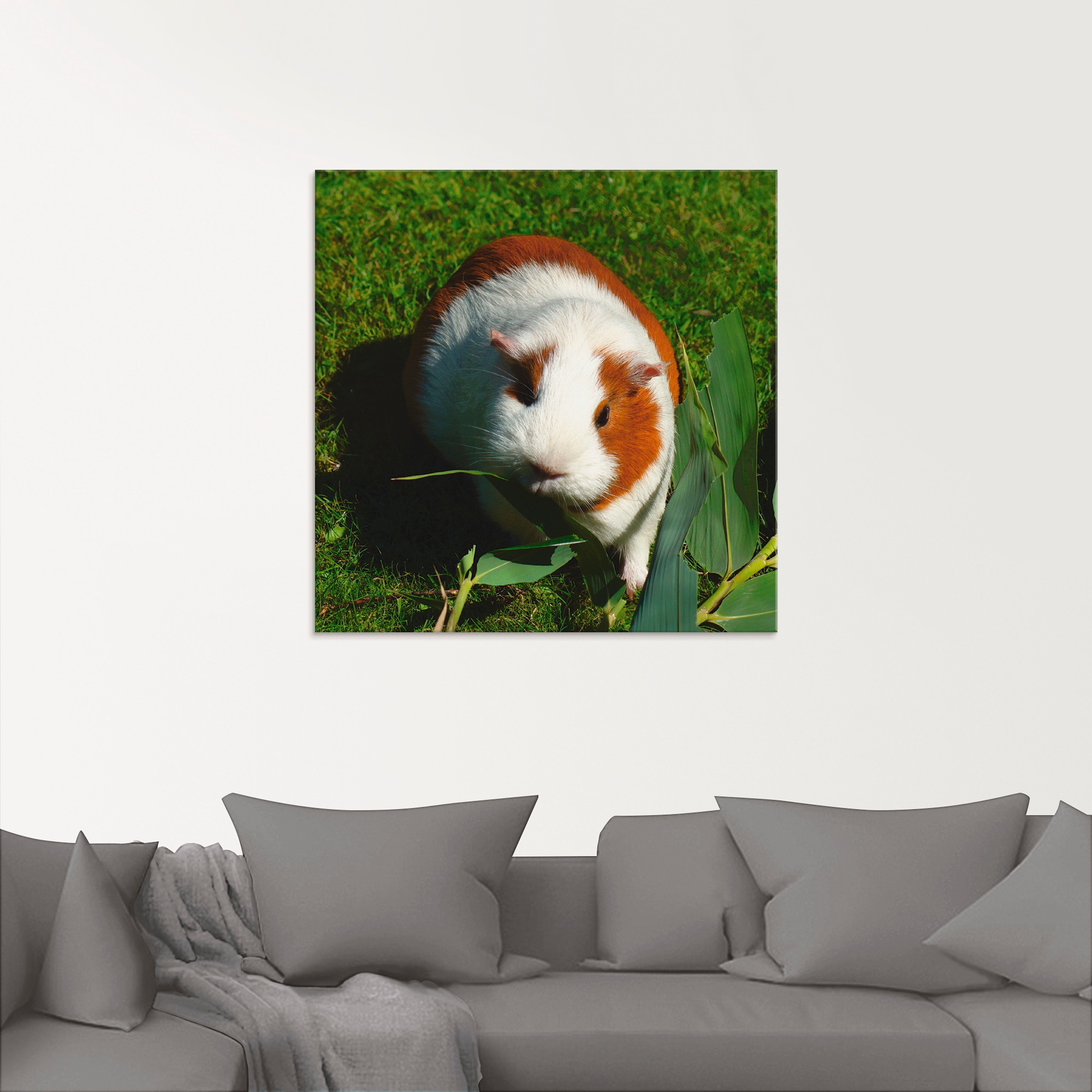 Artland Glasbild »Orange weißes Meerschweinchen«, Haustiere, (1 St.), in verschiedenen Größen