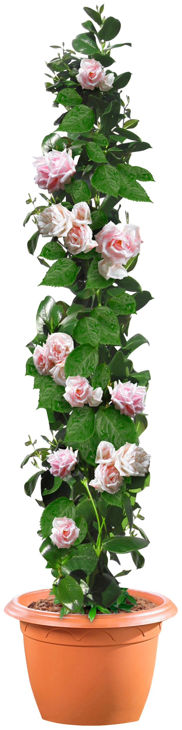 BCM Gehölze »Säulenrose / Kletterrose 'New Dawn'«, (1 St.), Höhe: 30 cm, 1 Pflanze kaufen