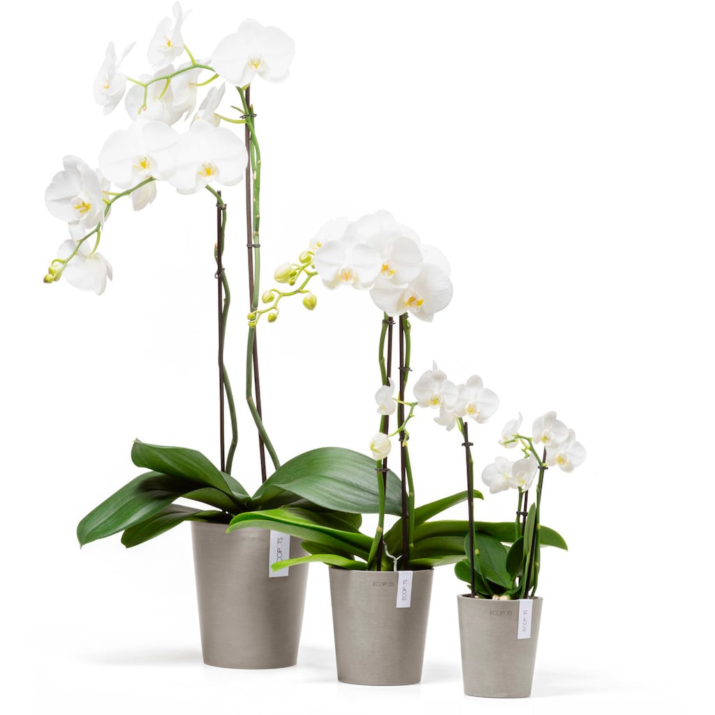 ECOPOTS Blumentopf »Morinda Orchidee 11 Taupe«