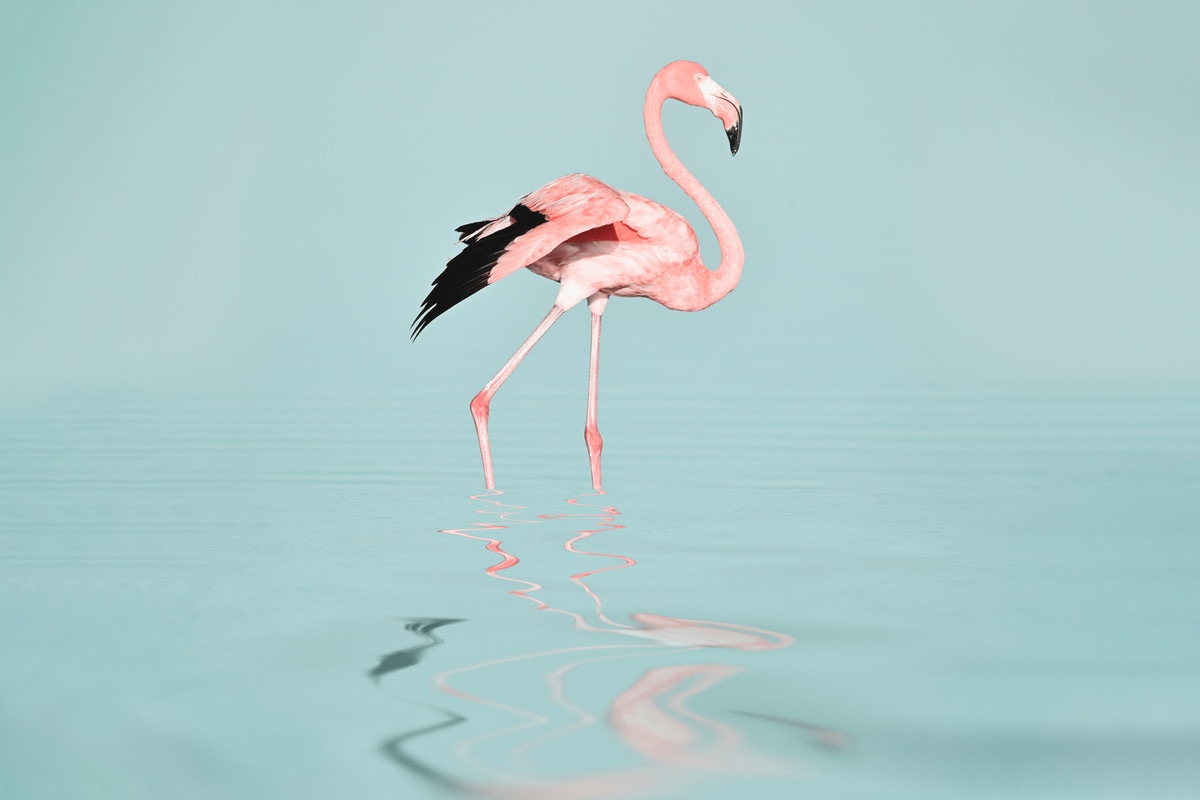 A.S. Création Leinwandbild »Flamingo Water - Wandbild Blau Rosa Grau Keilra günstig online kaufen