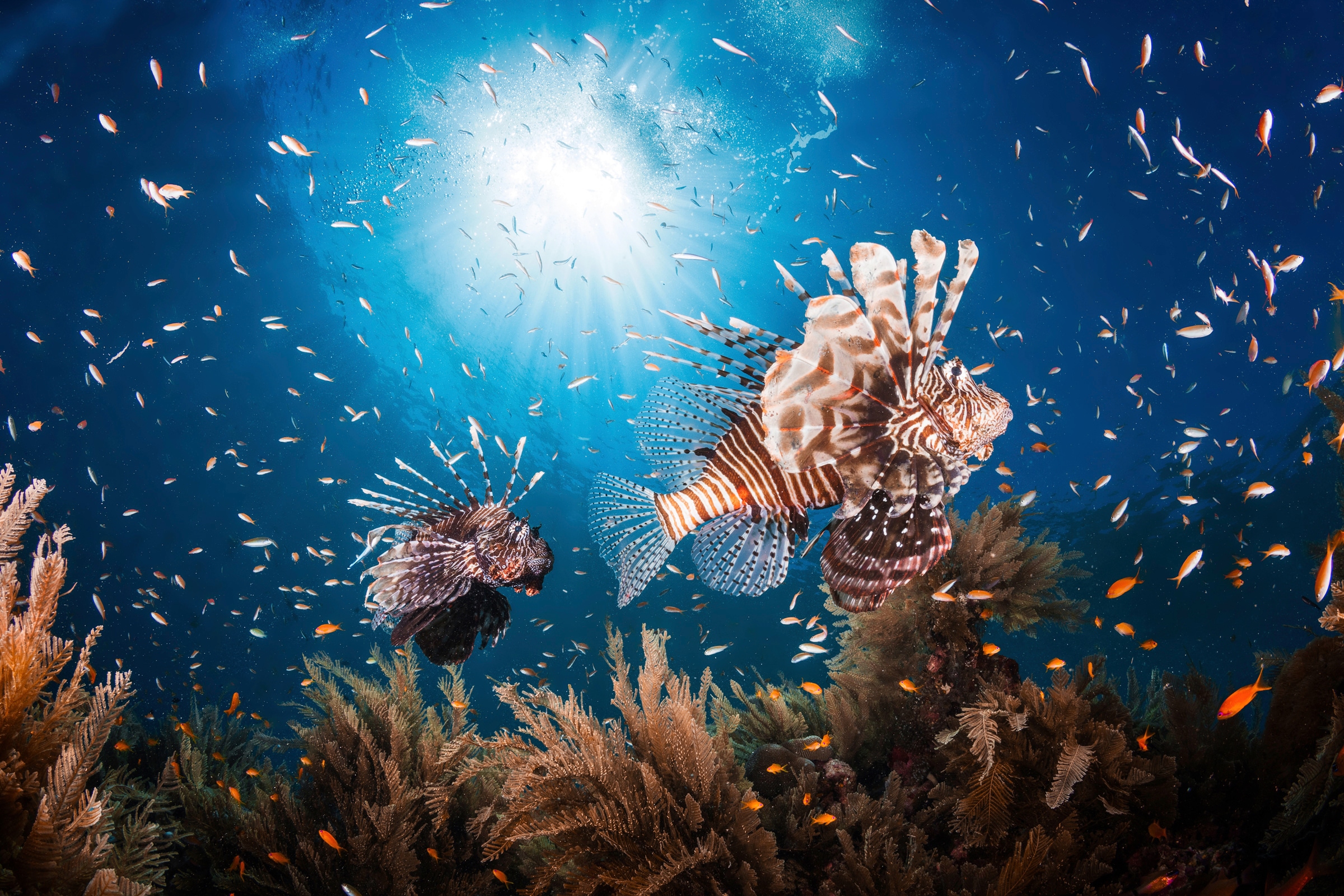 Papermoon Fototapete »Photo-Art BARATHIEU GABRIEL, LIONFISH« günstig online kaufen