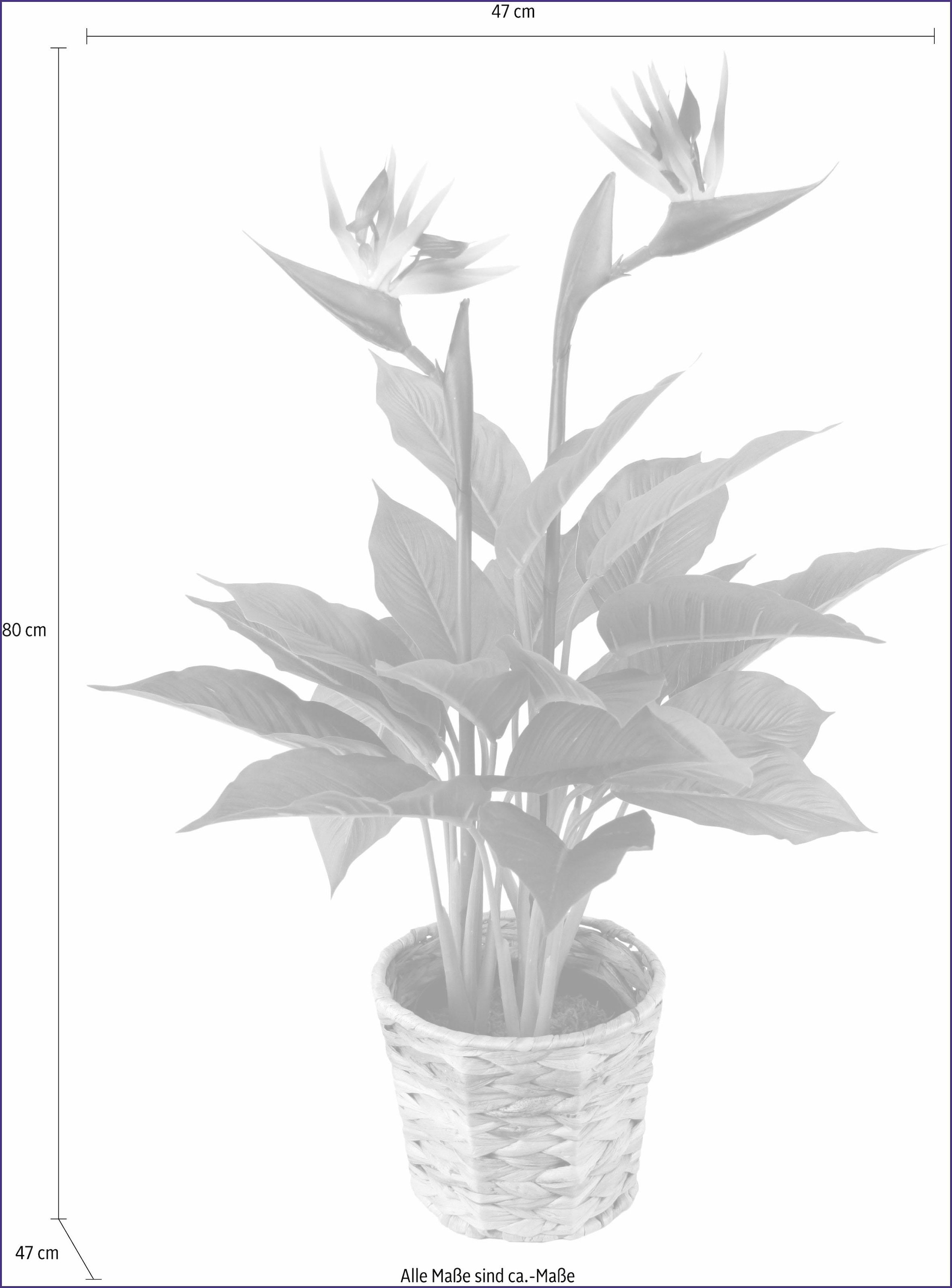 Raten »Strelitzienpflanze Kunstpflanze in Wasserhyazinthentopf« I.GE.A. auf bestellen