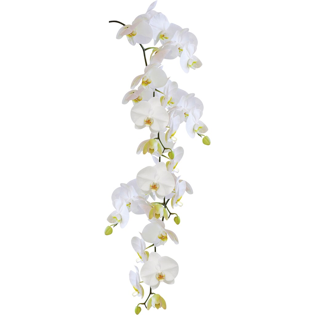 Kleine Wolke Fensterbild »Statics Orchid«