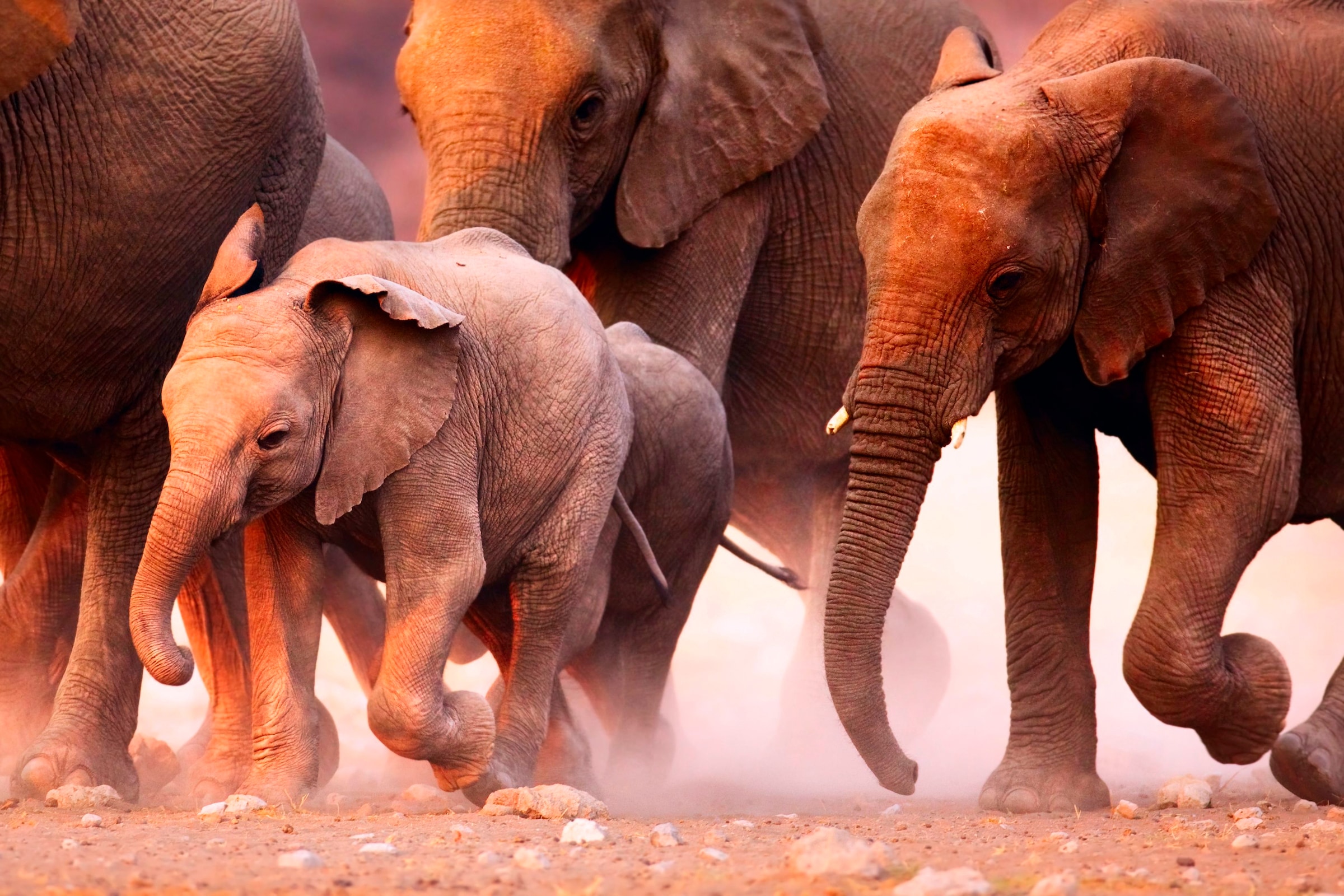 Papermoon Fototapete »Elephant Herd« glatt günstig online kaufen