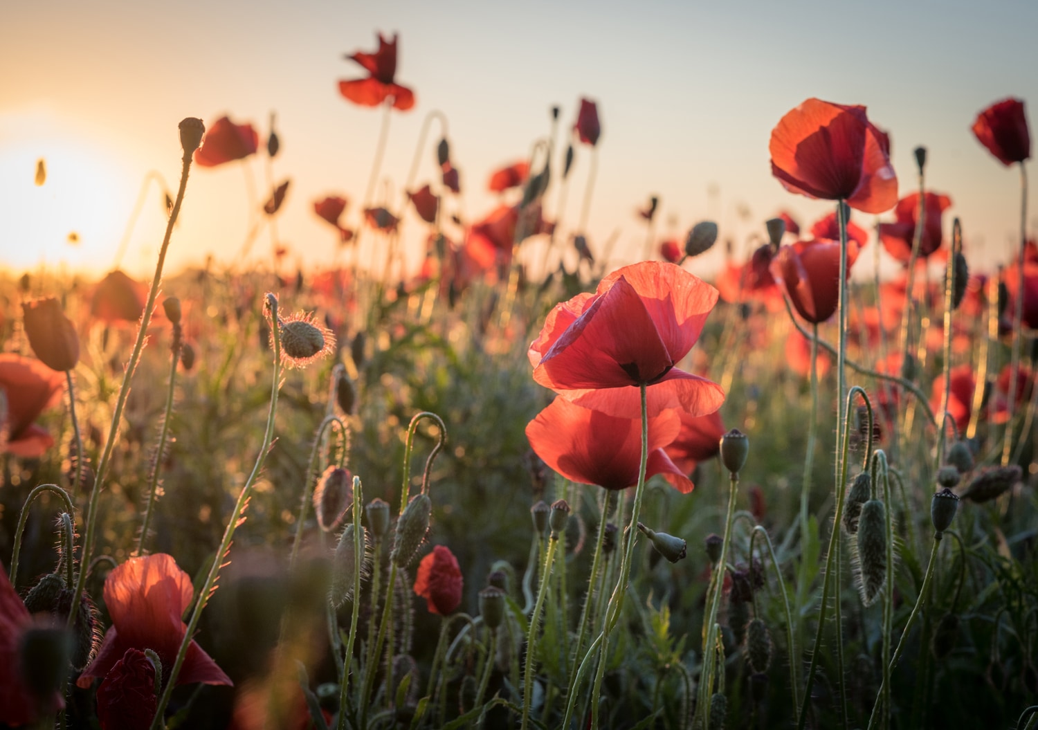 queence XXL-Wandbild »Akustikbild Mohn Mohnfeld bei Sonnenaufgang« Bilder vom Sonnenuntergang &amp; -aufgang | Blumen | Blumenbilder | Blumenwiese | Felder | Natur | Pflanzen | Pflanzenbilder