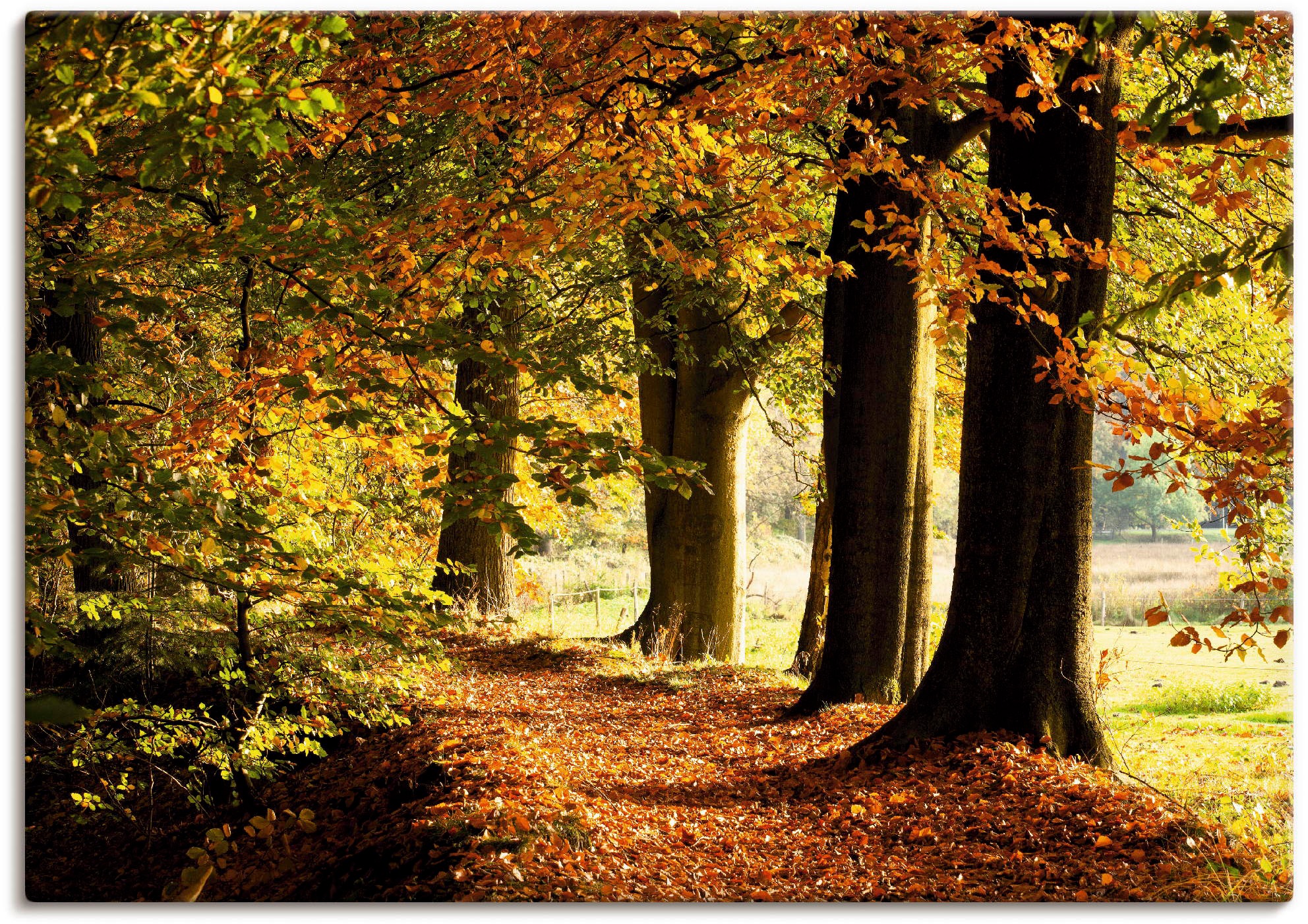Artland Wandbild »Herbstfarben« Bäume 1 Stk. tlg. als Alubild, Outdoorbild, günstig online kaufen