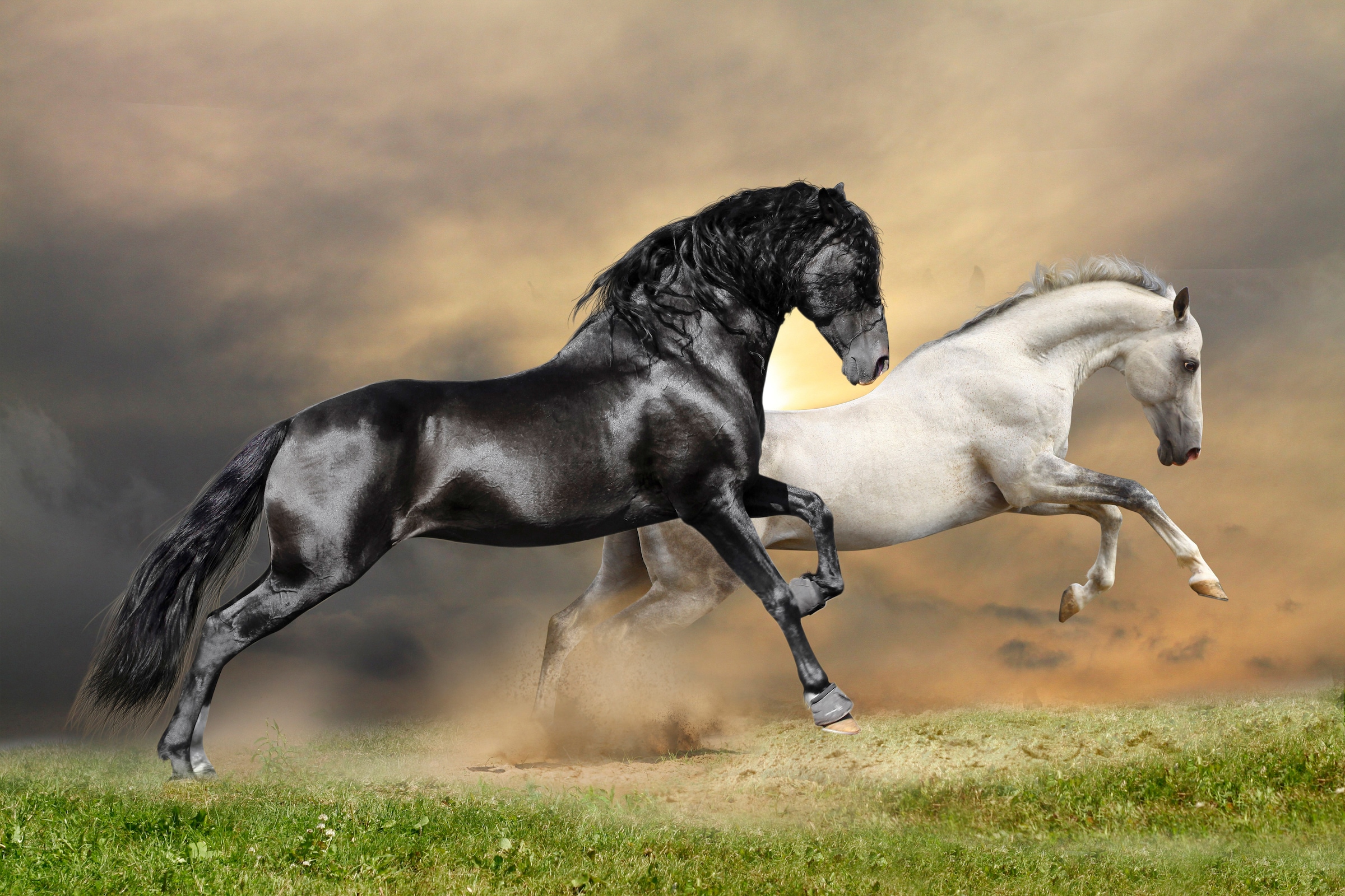 Papermoon Fototapete »Black and White Horses« glatt günstig online kaufen