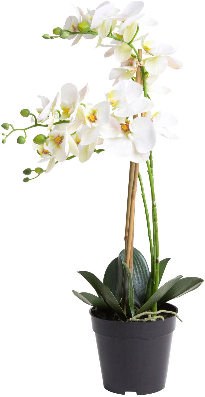 Botanic-Haus Kunstorchidee »Orchidee bestellen auf Bora« Raten