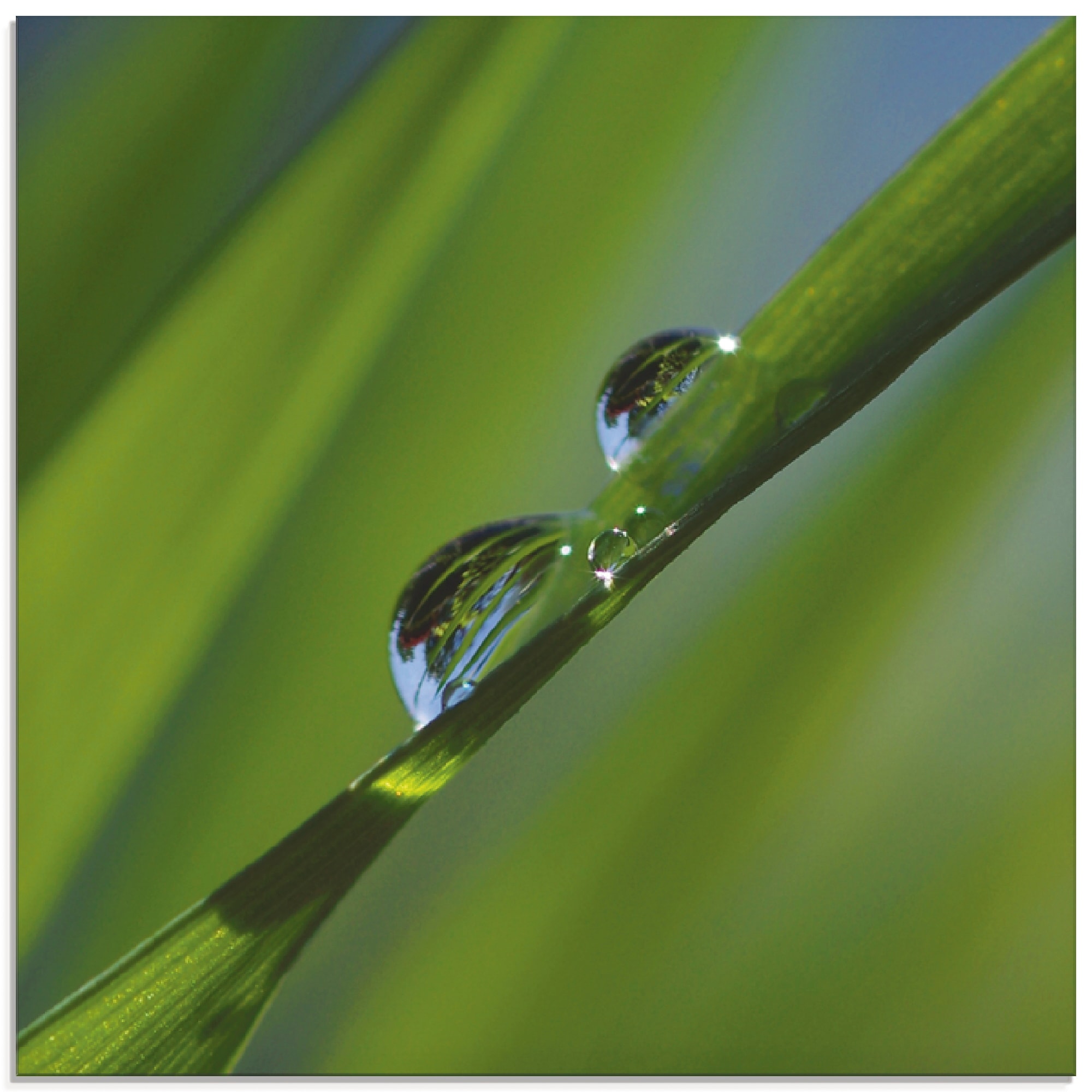Artland Glasbild »Wassertropfen auf Grashalm«, Gräser, (1 St.), in verschiedenen Größen