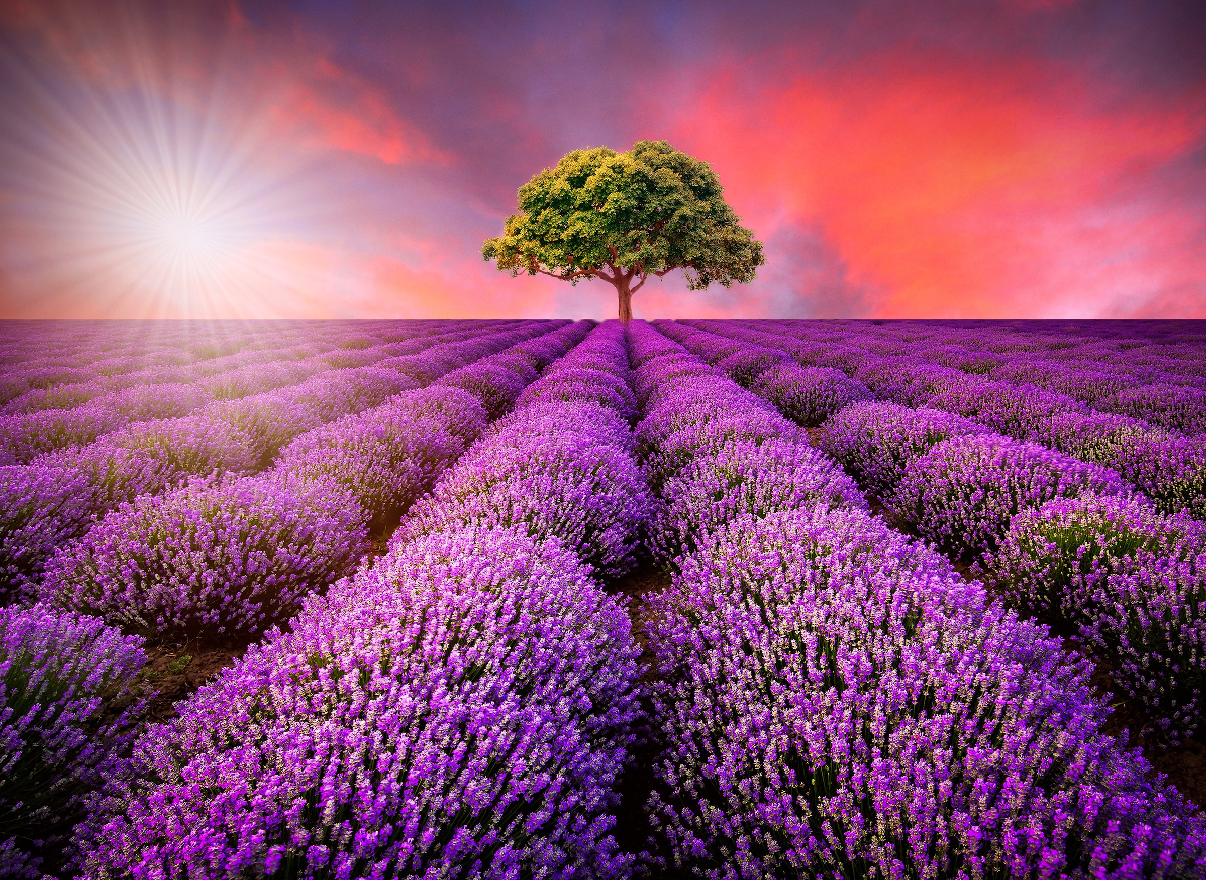 Papermoon Fototapete »Lavendel Field in Sunburst« glatt günstig online kaufen