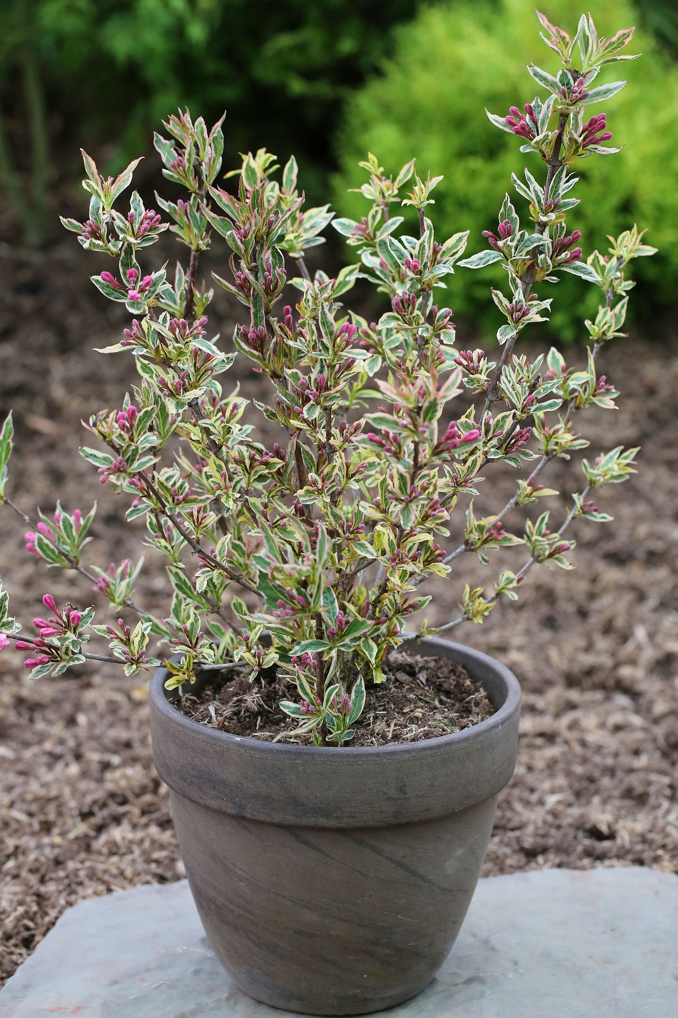 BCM Gehölze »Weigelie 'Magical Rainbow' ®«, (3 St.), Höhe 5060 cm, 3