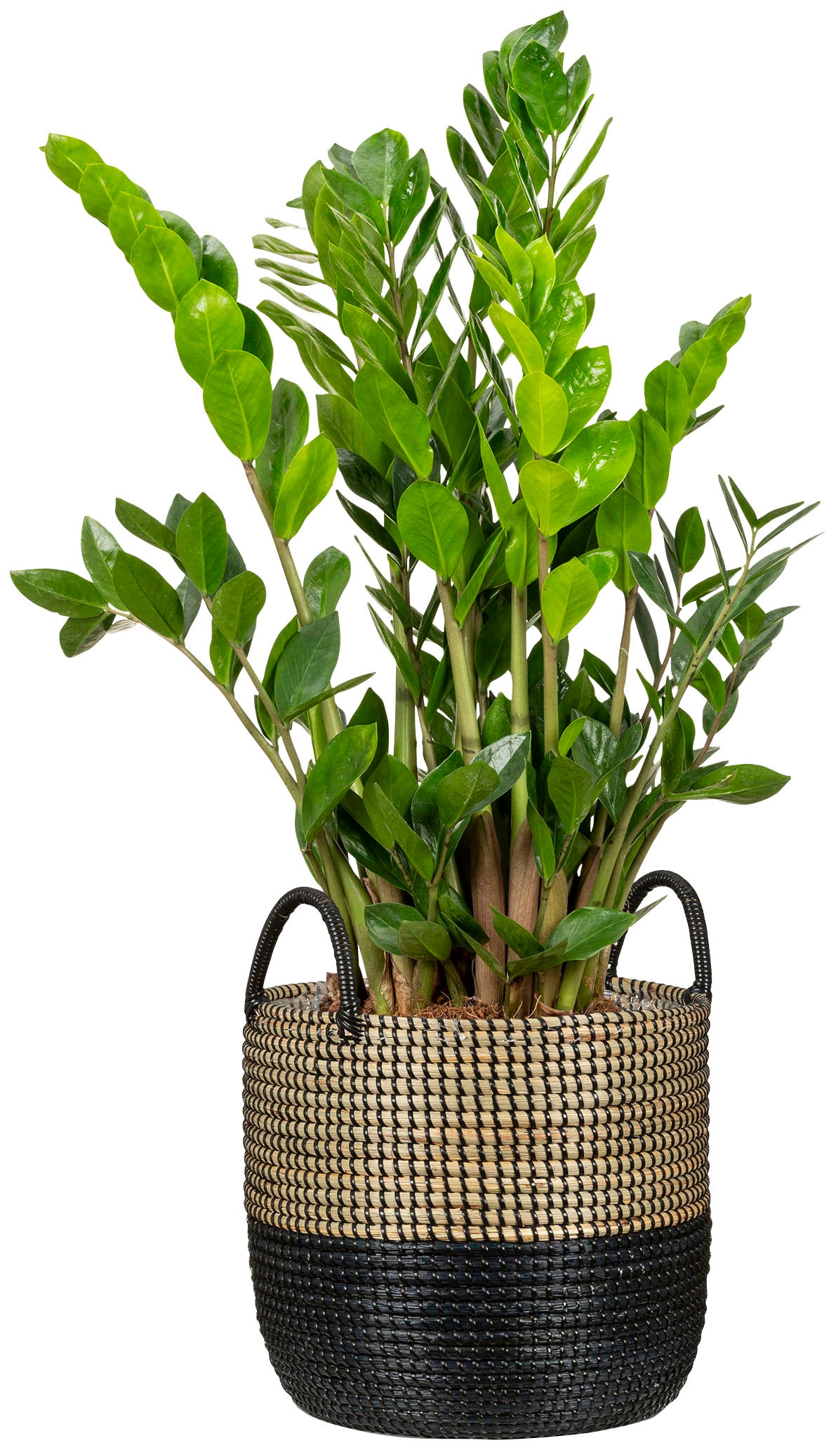 Scheurich Blumentopf »nature black 39/515«
