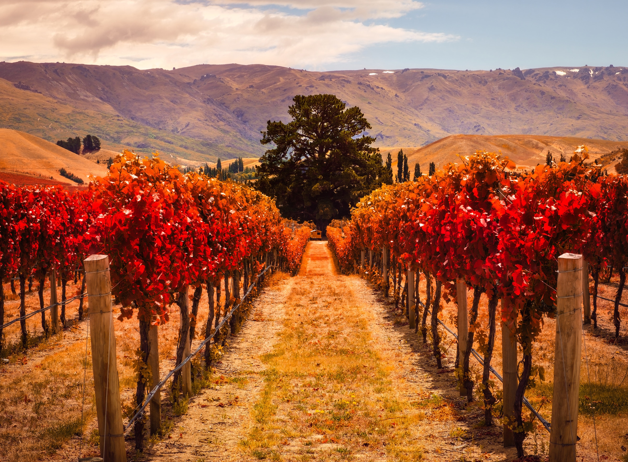 Papermoon Fototapete »Autumn Vineyard« glatt günstig online kaufen
