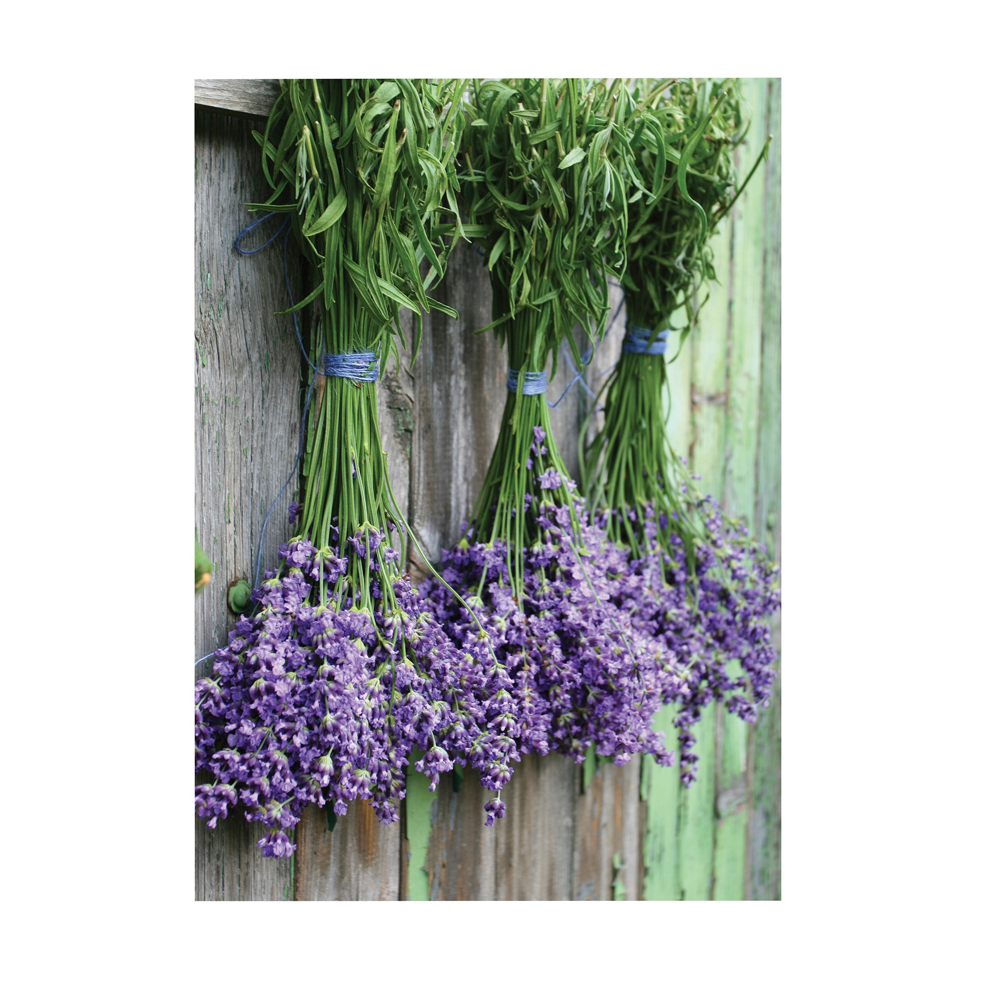 Art for the home Leinwandbild »Outdoor Lavendel 50x70cm«, (1 St.)