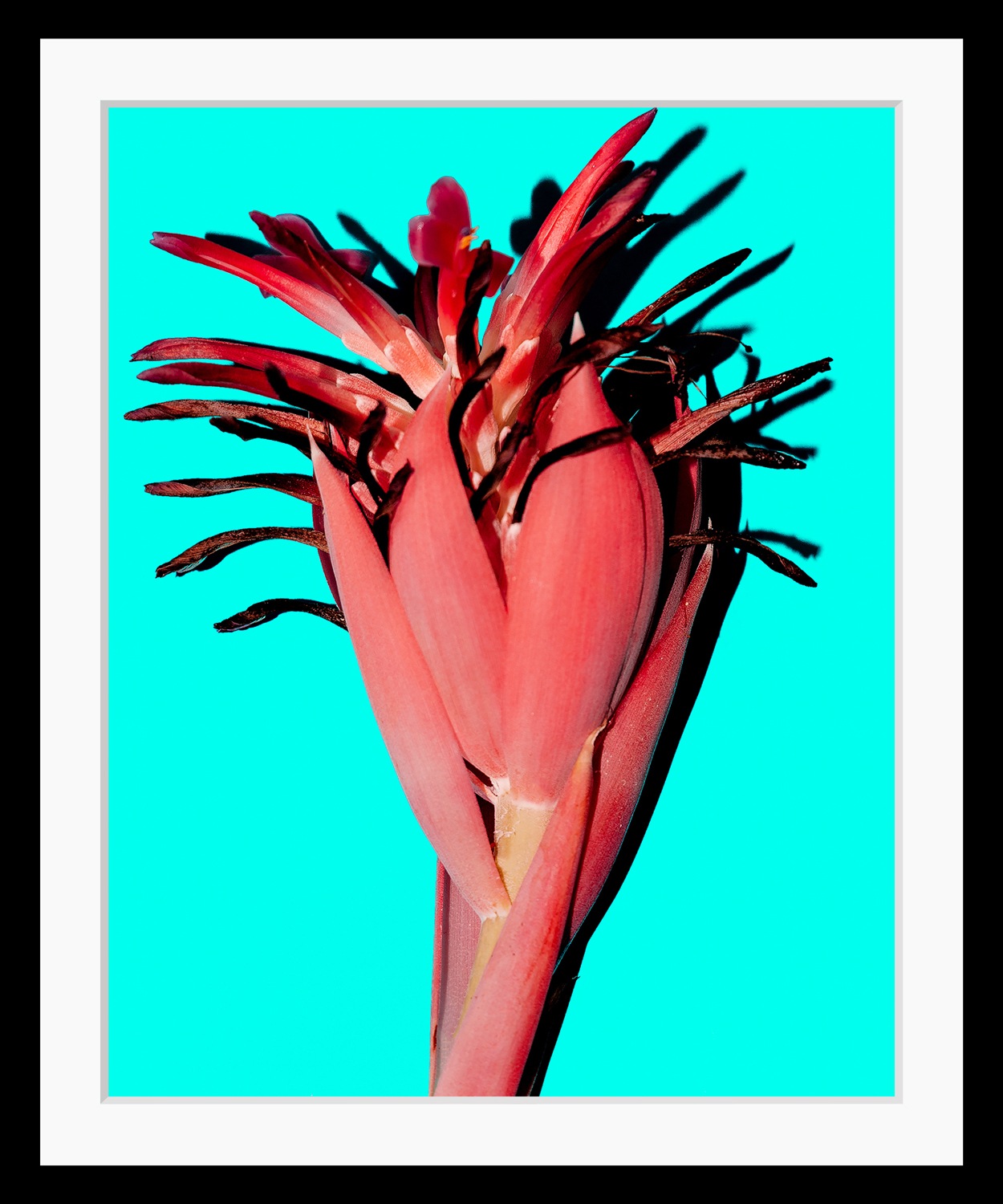 queence Bild »Anni« Kunst   Pflanzen   Pflanzenbilder HD Premium Poster-Dru günstig online kaufen
